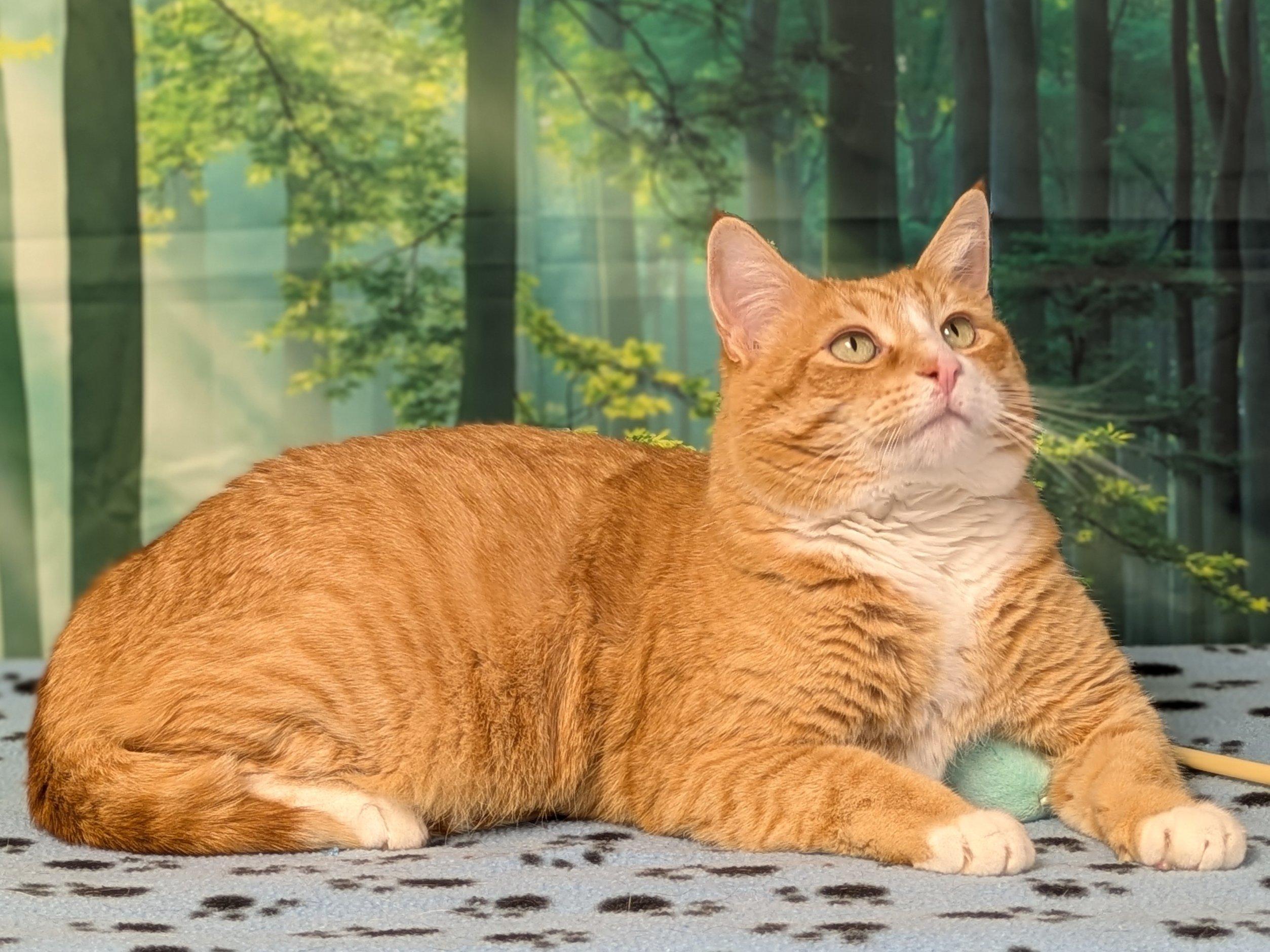 Enlarge Oranges, an adopted mixed breed in Republic, WA image 2/6