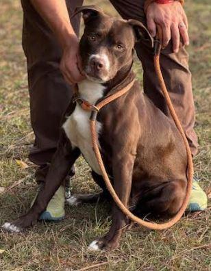 KINGSTON, Adoptable, Adult Male Mixed Breed.