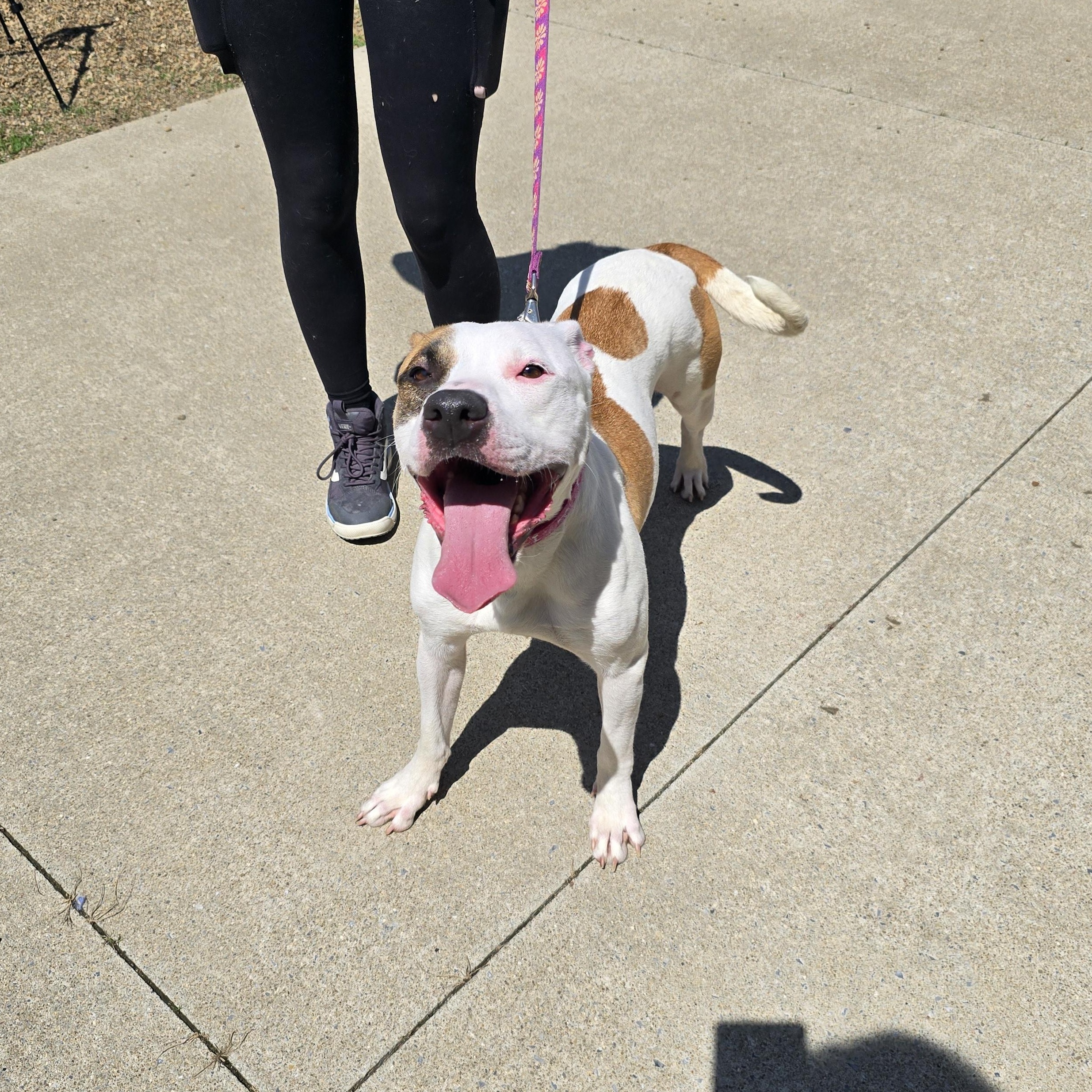 Enlarge Winona, an adoptable Mixed Breed in Saint Marys, PA image 2/2