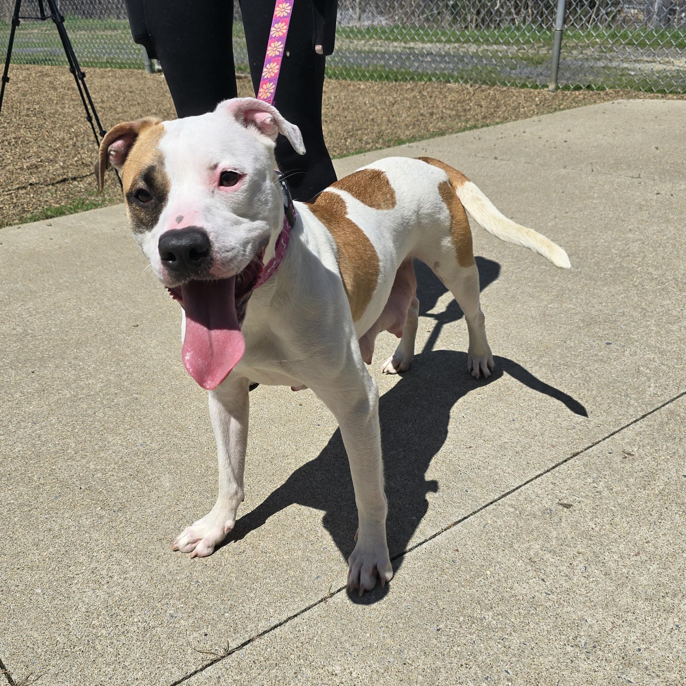 Enlarge Winona, an adoptable Mixed Breed in Saint Marys, PA image 1/2