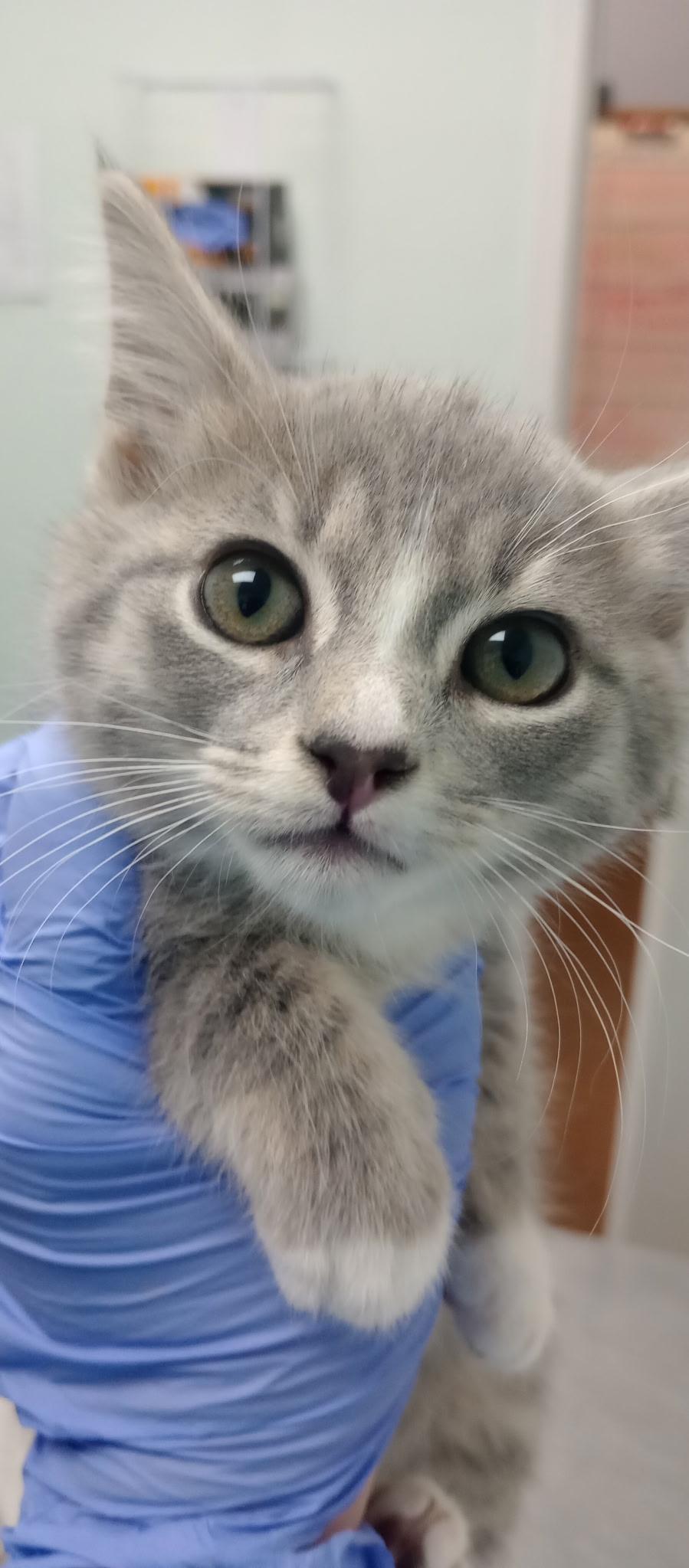 Enlarge Saoirse, a Adoptable mixed breed in Duluth, GA image 2/3