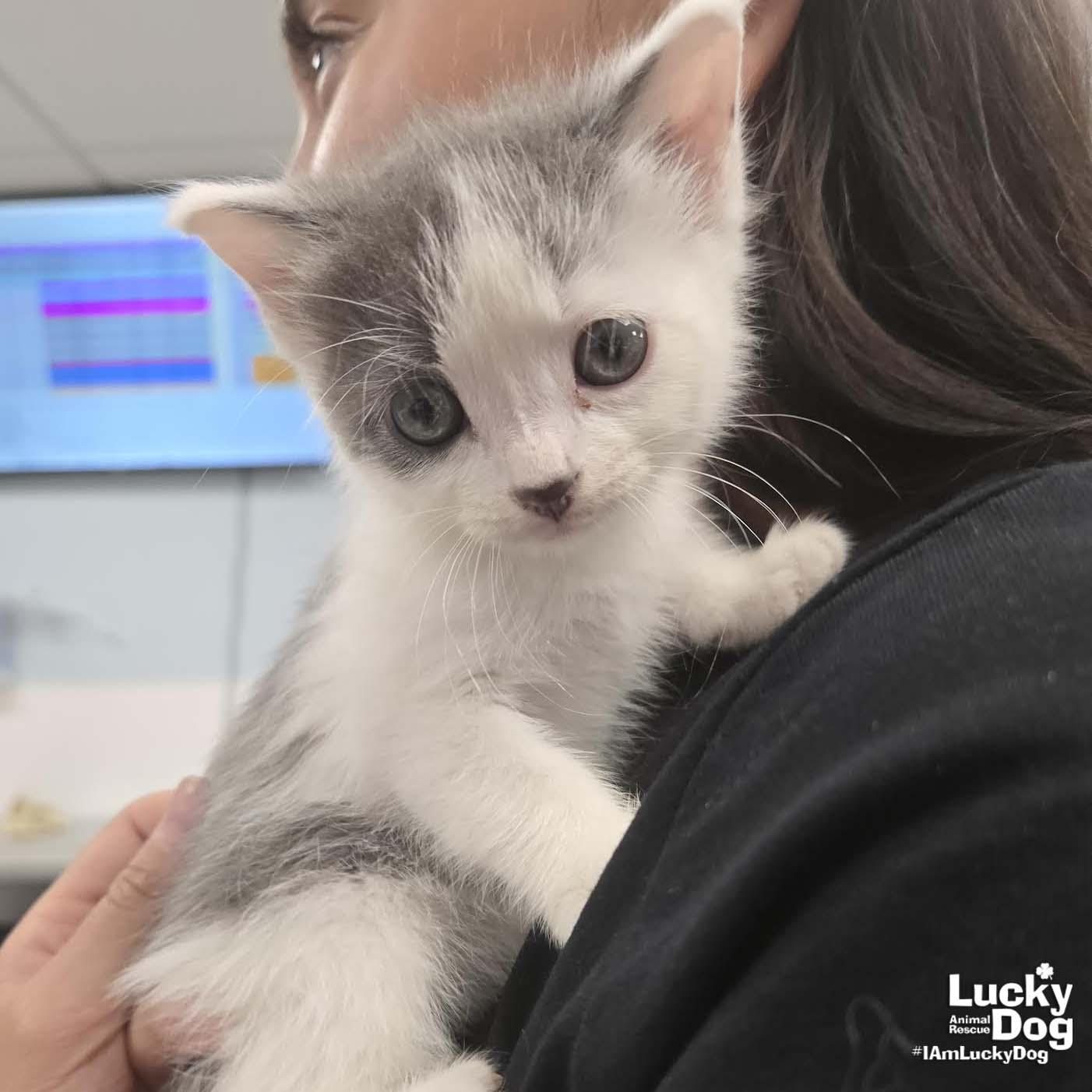 Little Mango, Adopted, Kitten Male Domestic Short Hair.