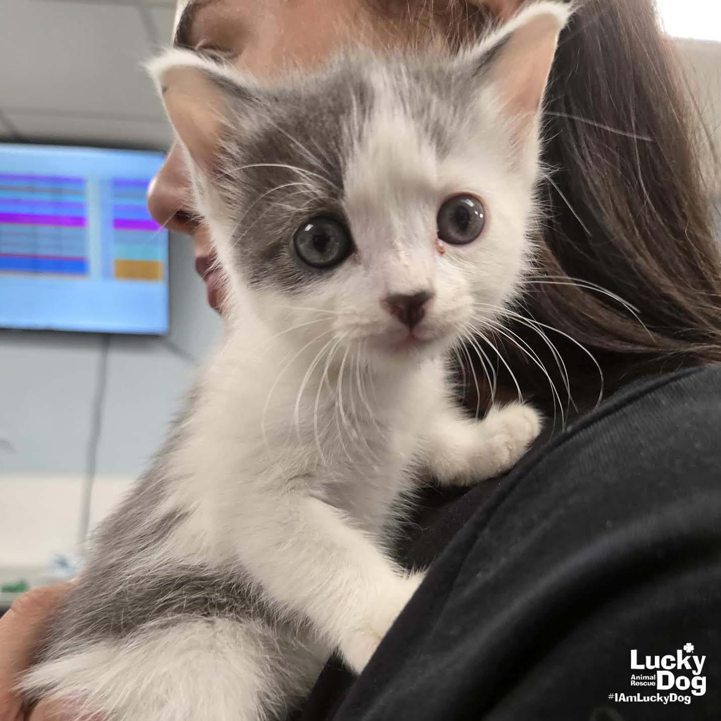 Little Mango, a Adopted Domestic Short Hair in Washington, DC image 2/2