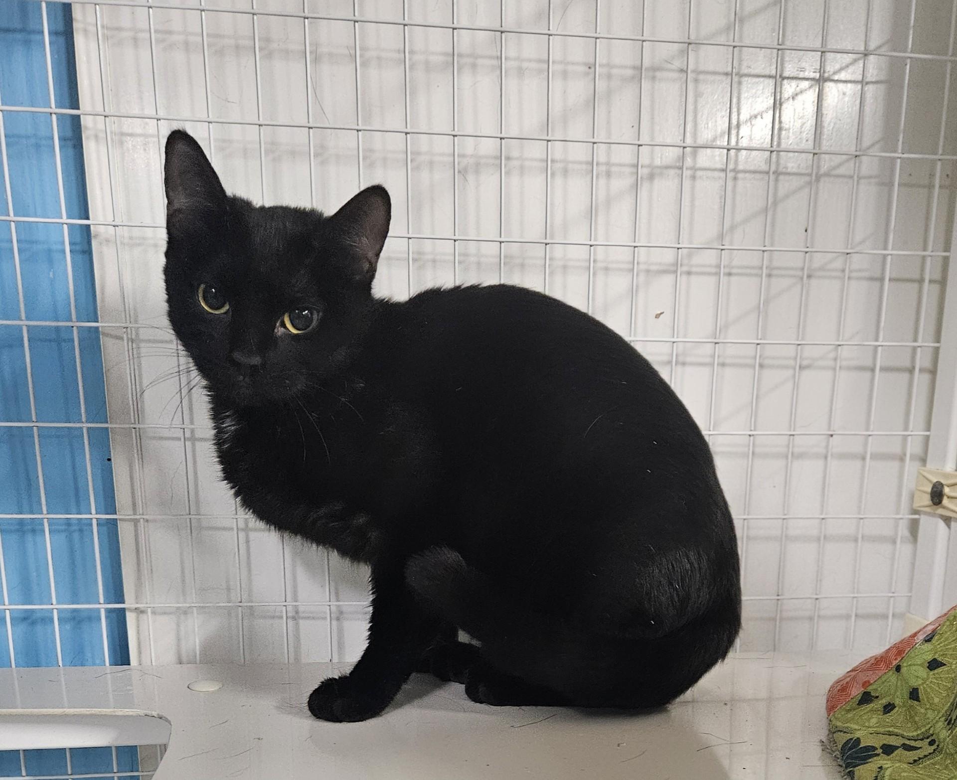 Enlarge Bitter Blue, a Adoptable Domestic Short Hair in Claremont, NH image 1/1