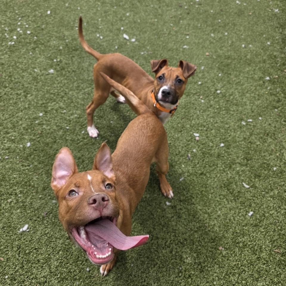 Zeke, Adoptable, Puppy Male Mixed Breed & Mixed Breed.