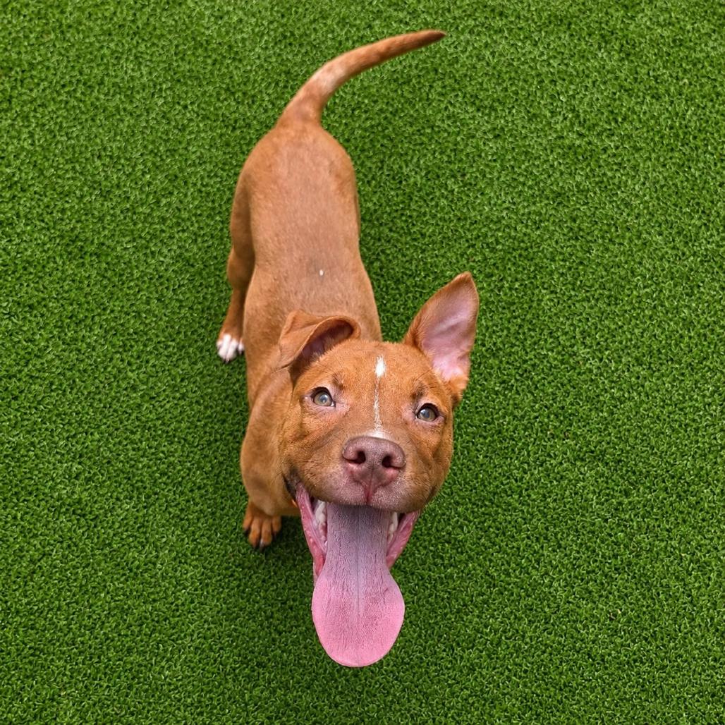 Enlarge Zeke, a Adoptable mixed breed in Binghamton, NY image 2/5