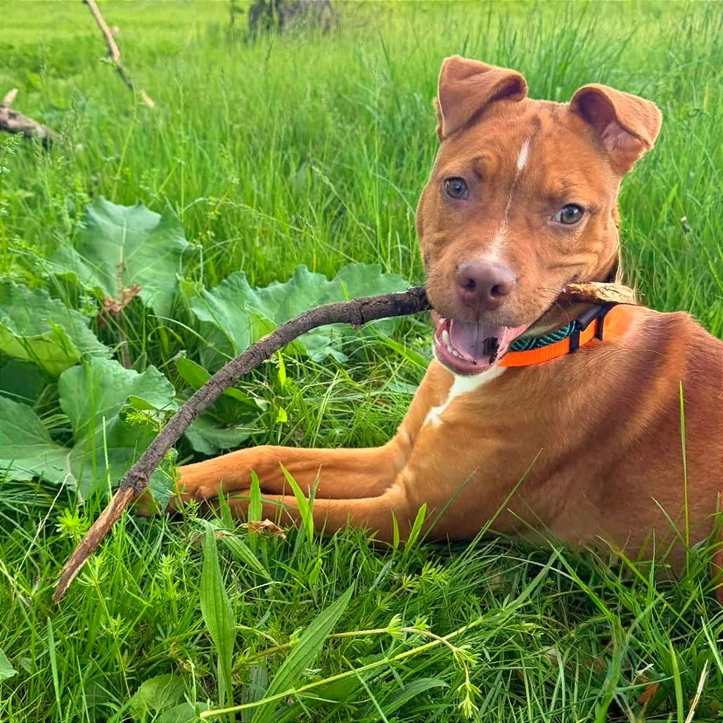 Enlarge Zeke, a Adoptable mixed breed in Binghamton, NY image 3/5