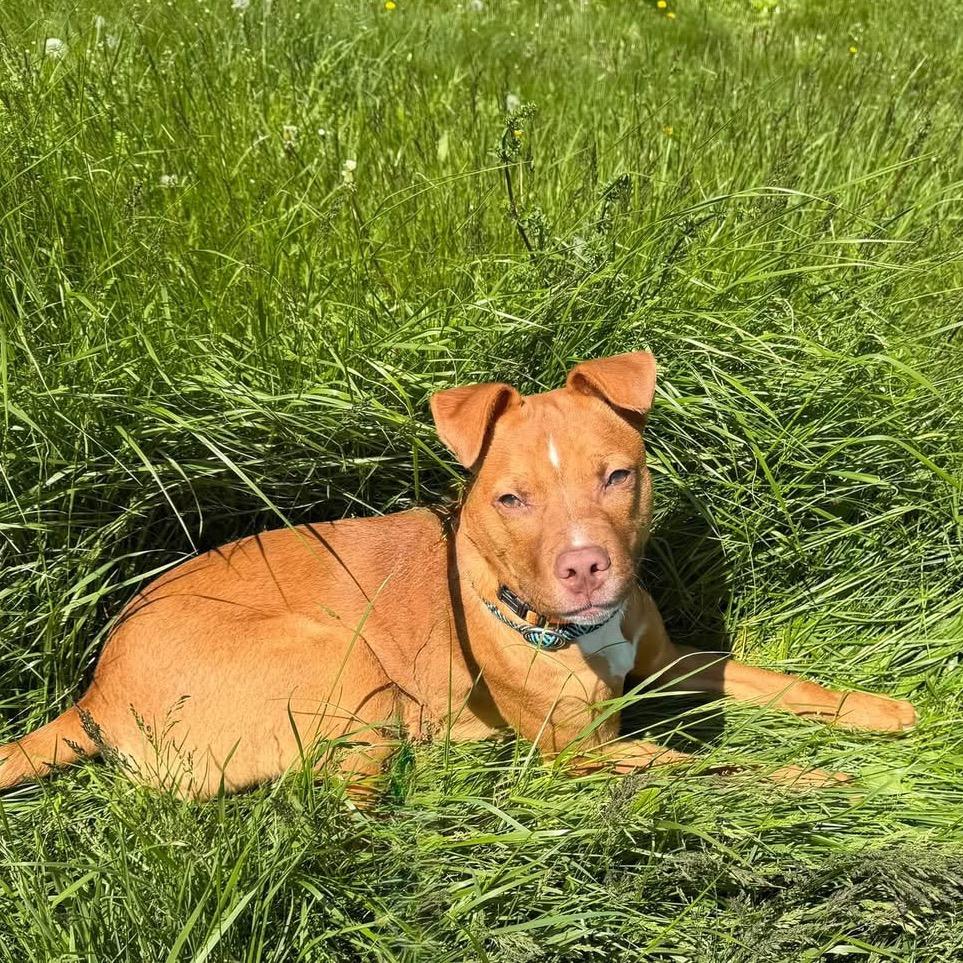 Enlarge Zeke, a Adoptable mixed breed in Binghamton, NY image 4/5