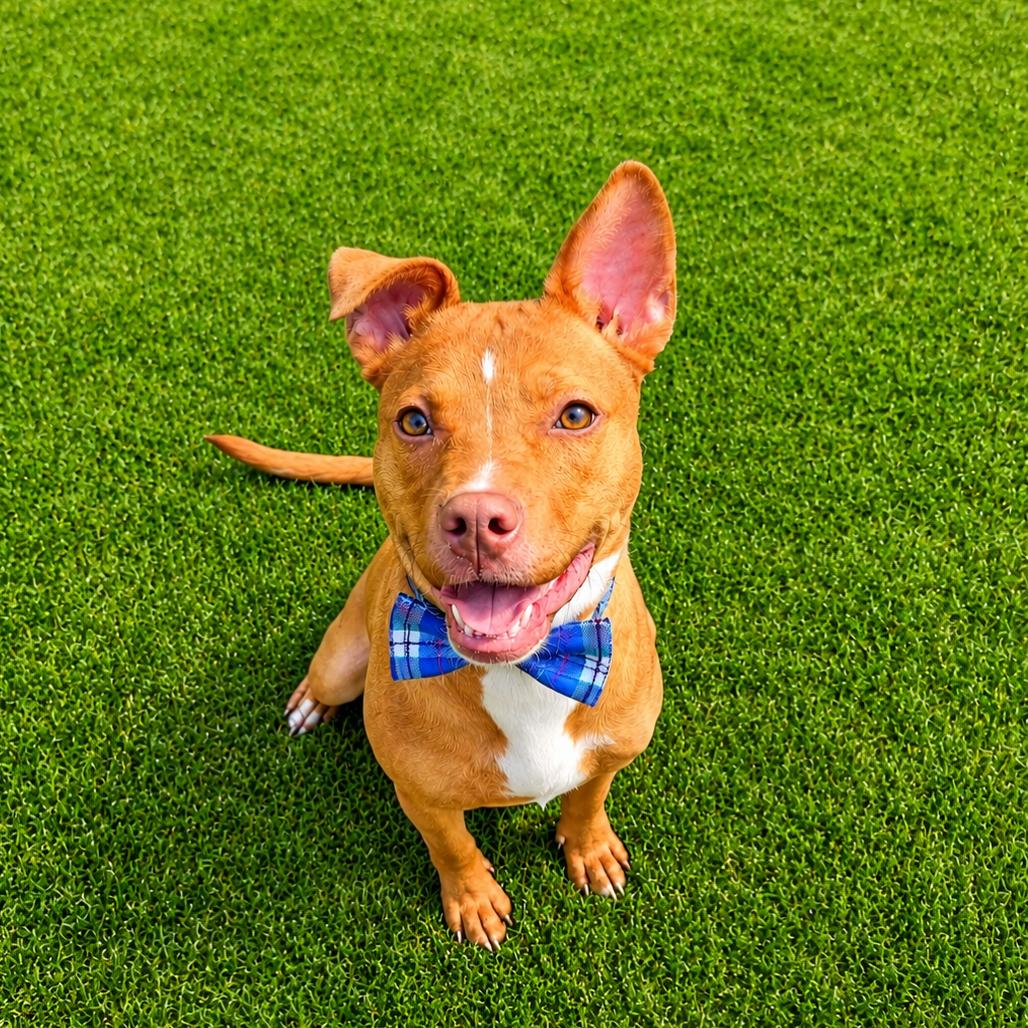 Enlarge Zeke, a Adoptable mixed breed in Binghamton, NY image 5/5