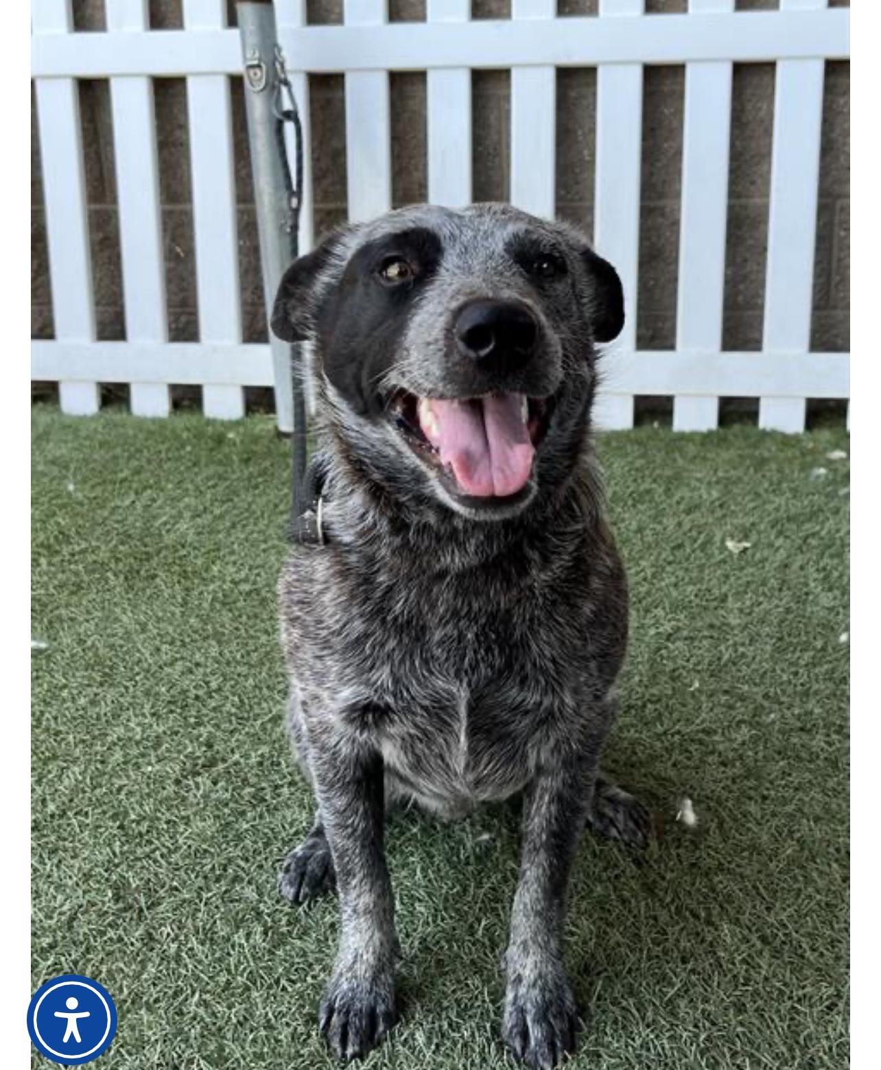 Tatum - Friendly Fellow Australian Cattle Dog / Blue Heeler Dog