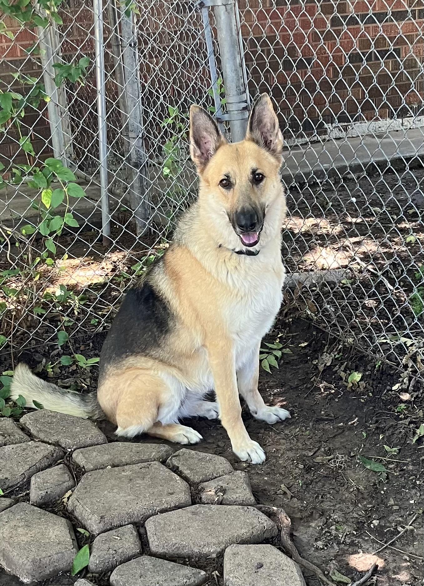 Molly, Adult Female unknown