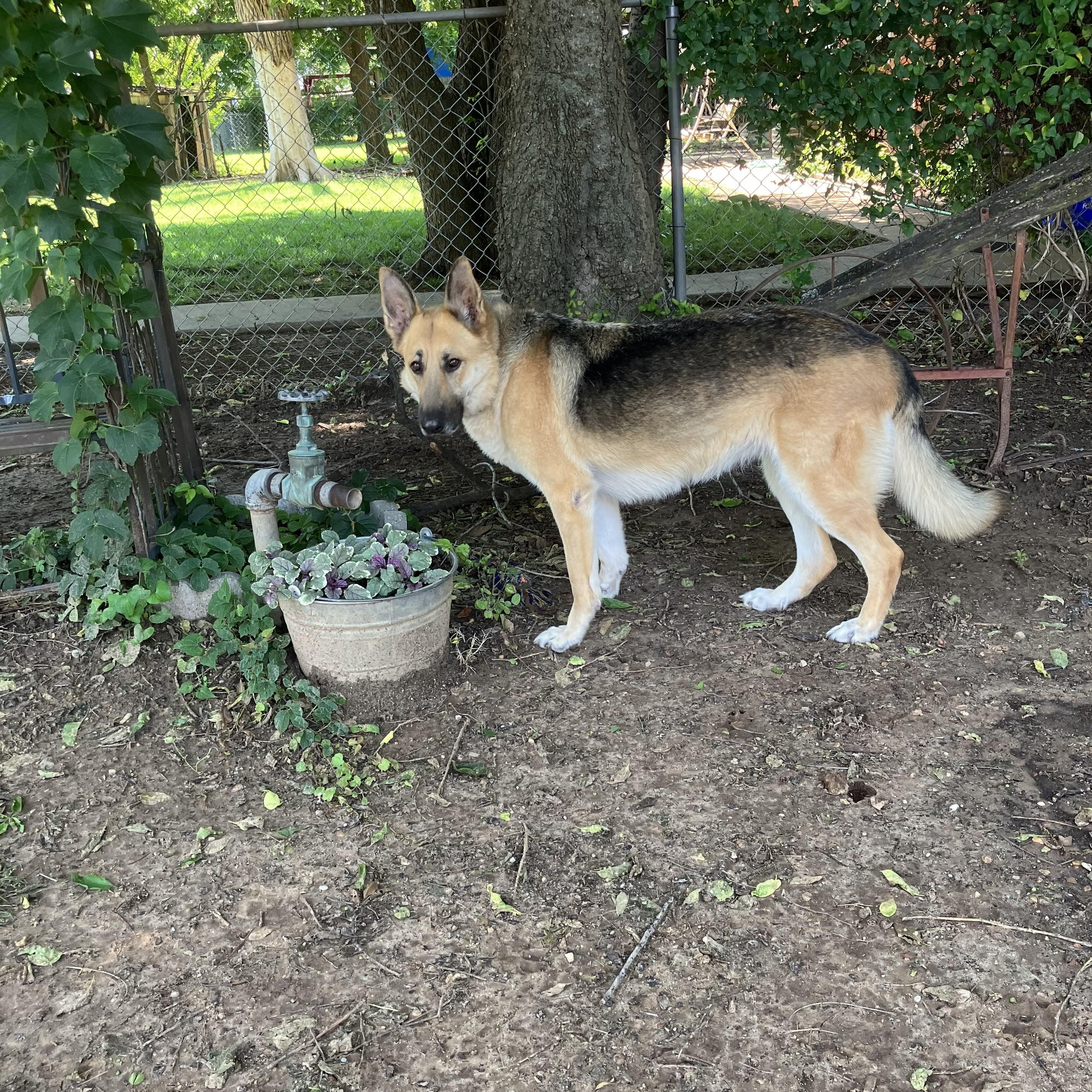 Molly photo 4