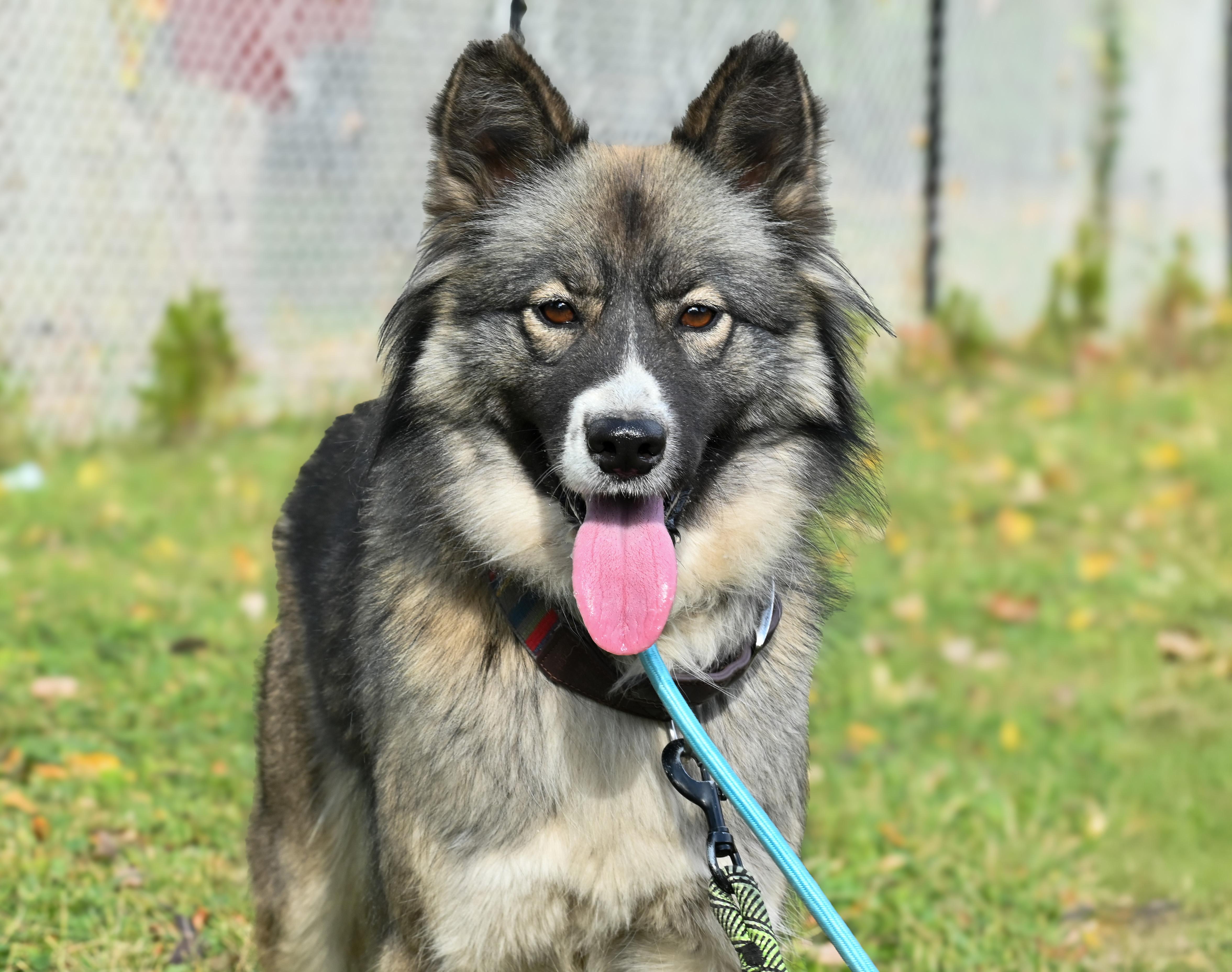 Nala, a Adopted mixed breed in Noblesville, IN image 2/4