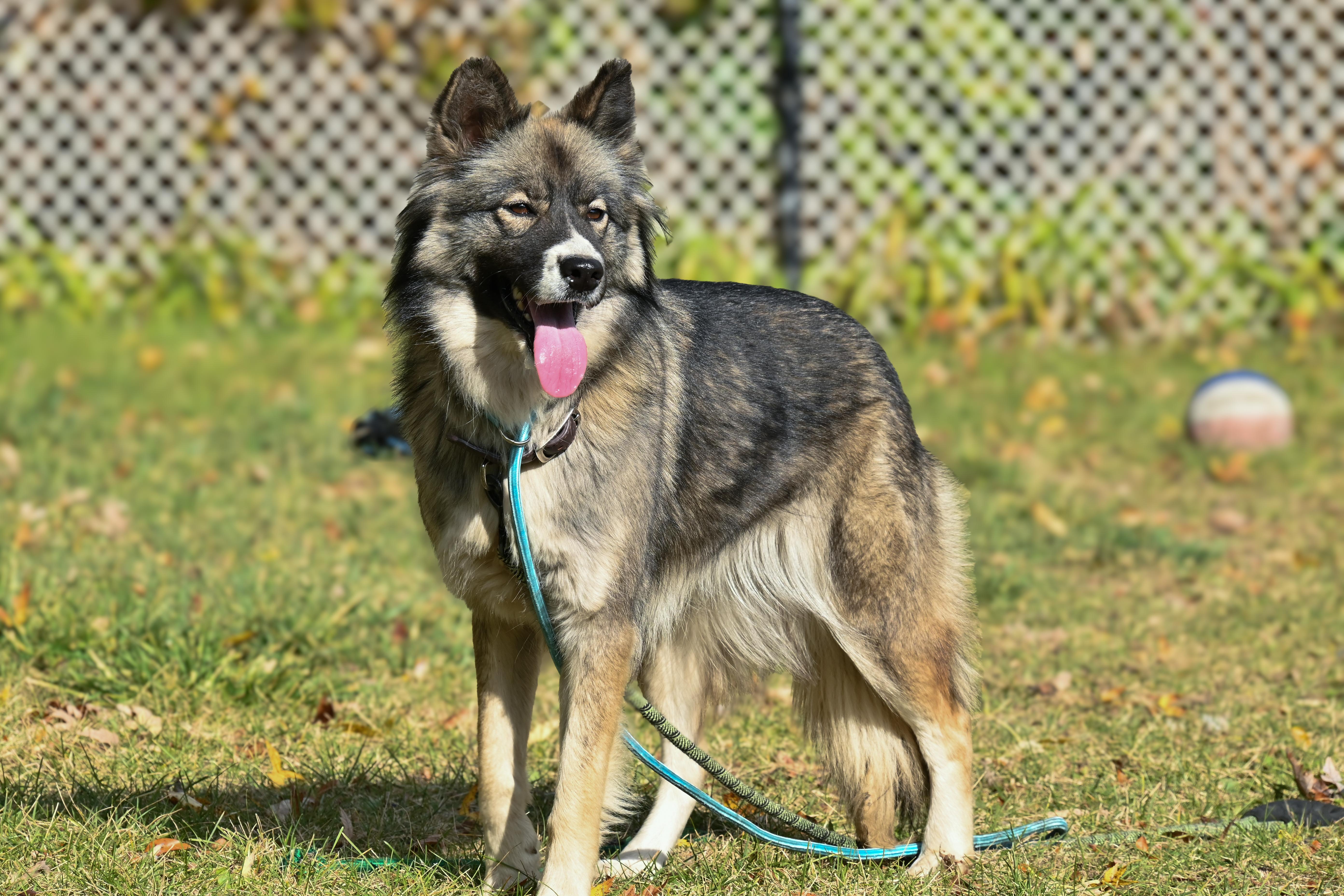 Nala, a Adopted mixed breed in Noblesville, IN image 3/4