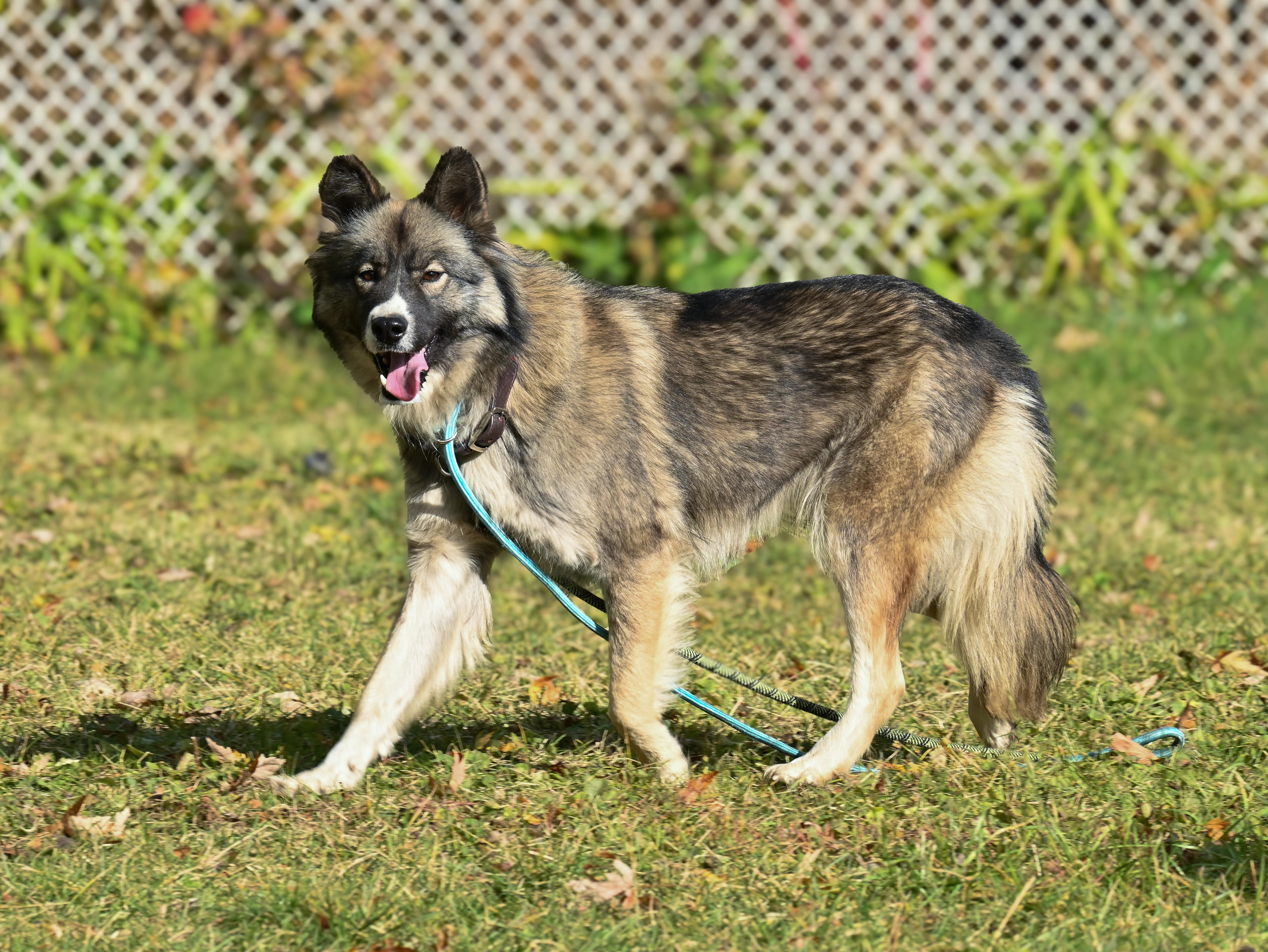 Nala, a Adopted mixed breed in Noblesville, IN image 4/4