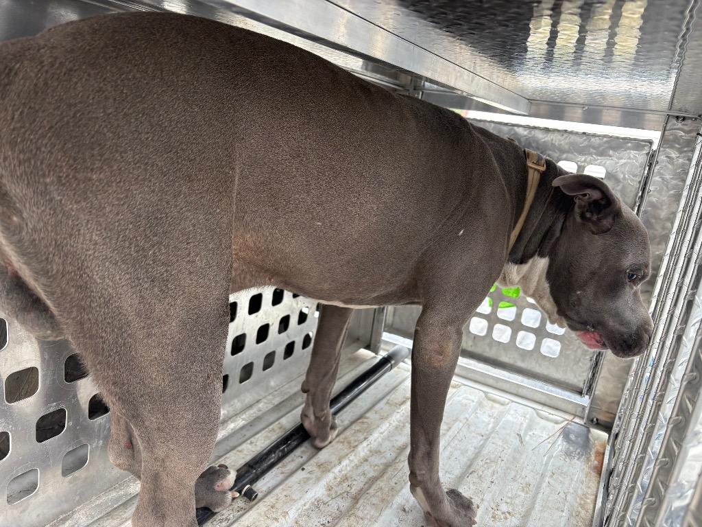 Enlarge KRUZE, a Adoptable American Bully in Effingham, SC image 1/2