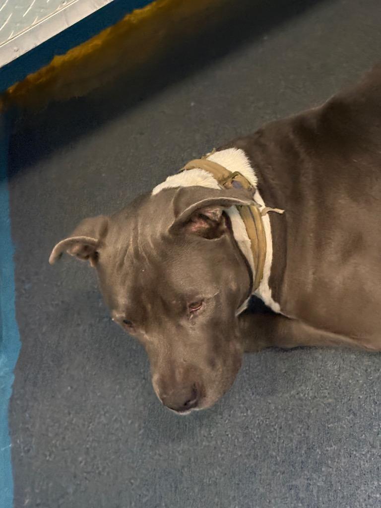 Enlarge KRUZE, a Adoptable American Bully in Effingham, SC image 2/2