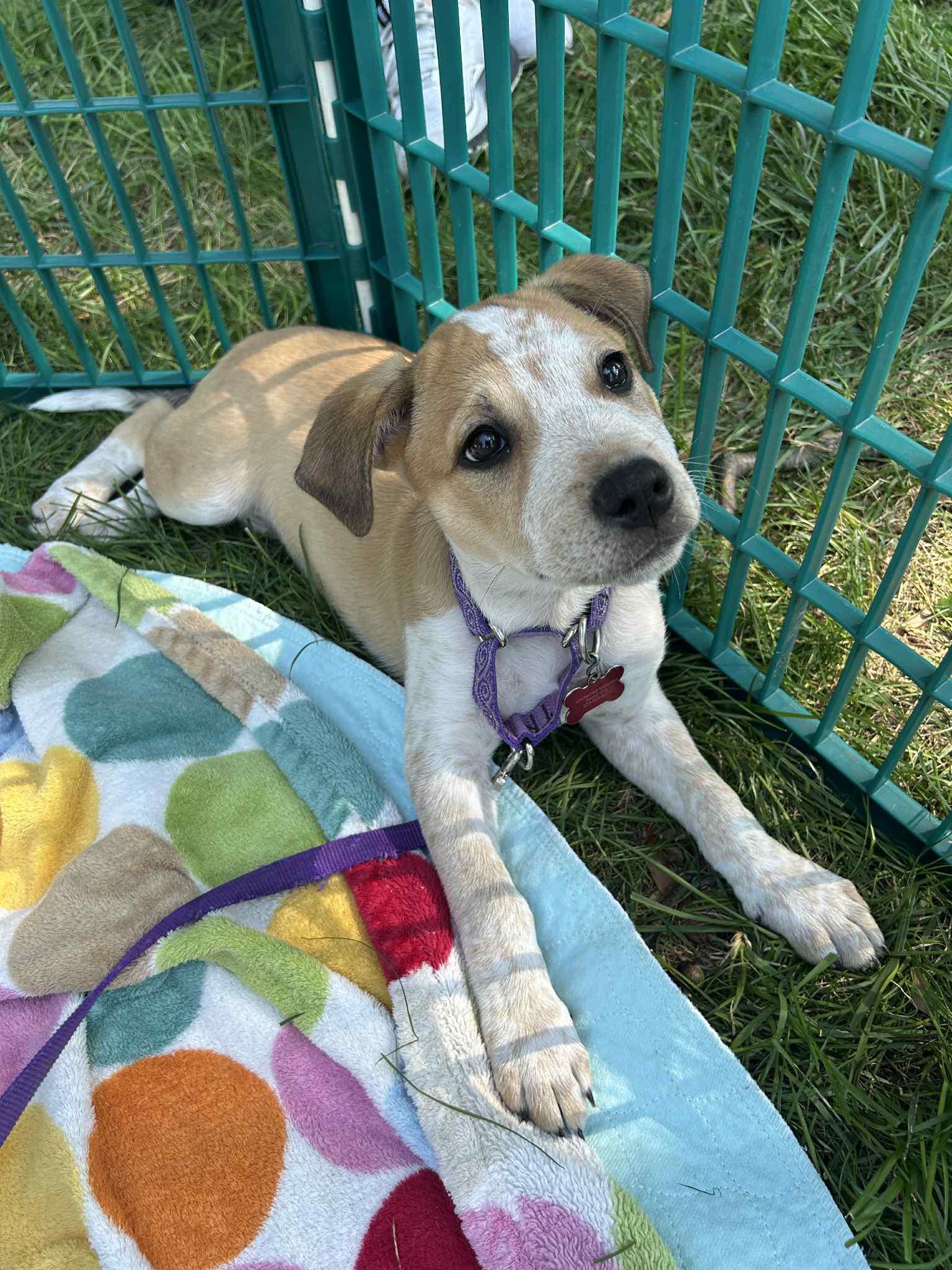 Enlarge Blitz, an adopted mixed breed in Columbia, MO image 4/6