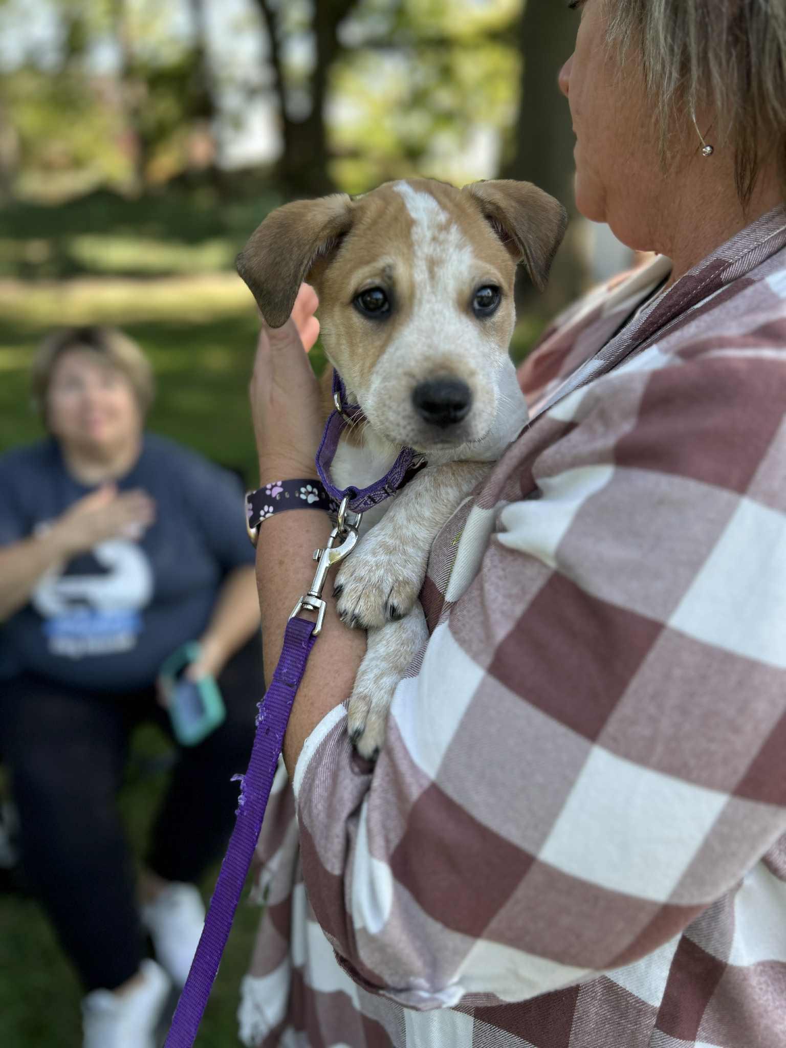 Enlarge Blitz, an adopted mixed breed in Columbia, MO image 3/6