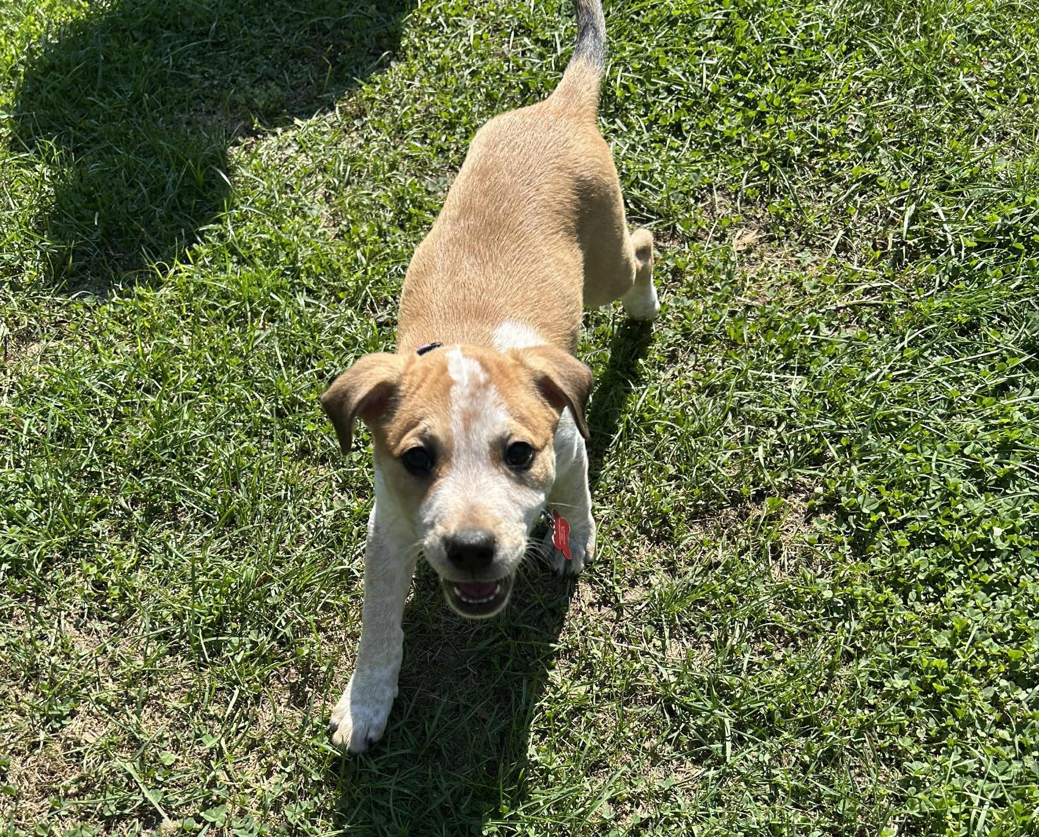 Enlarge Blitz, an adopted mixed breed in Columbia, MO image 1/6