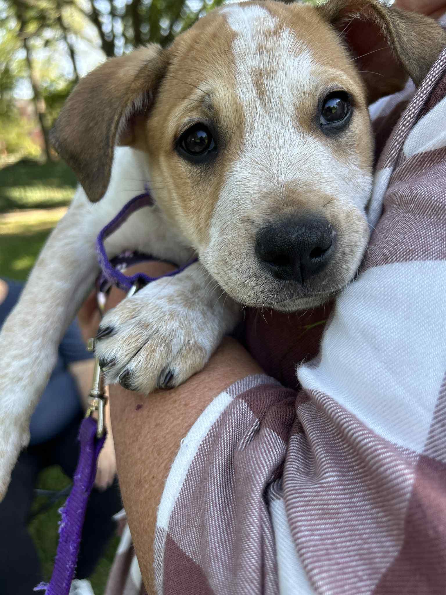 Enlarge Blitz, an adopted mixed breed in Columbia, MO image 5/6