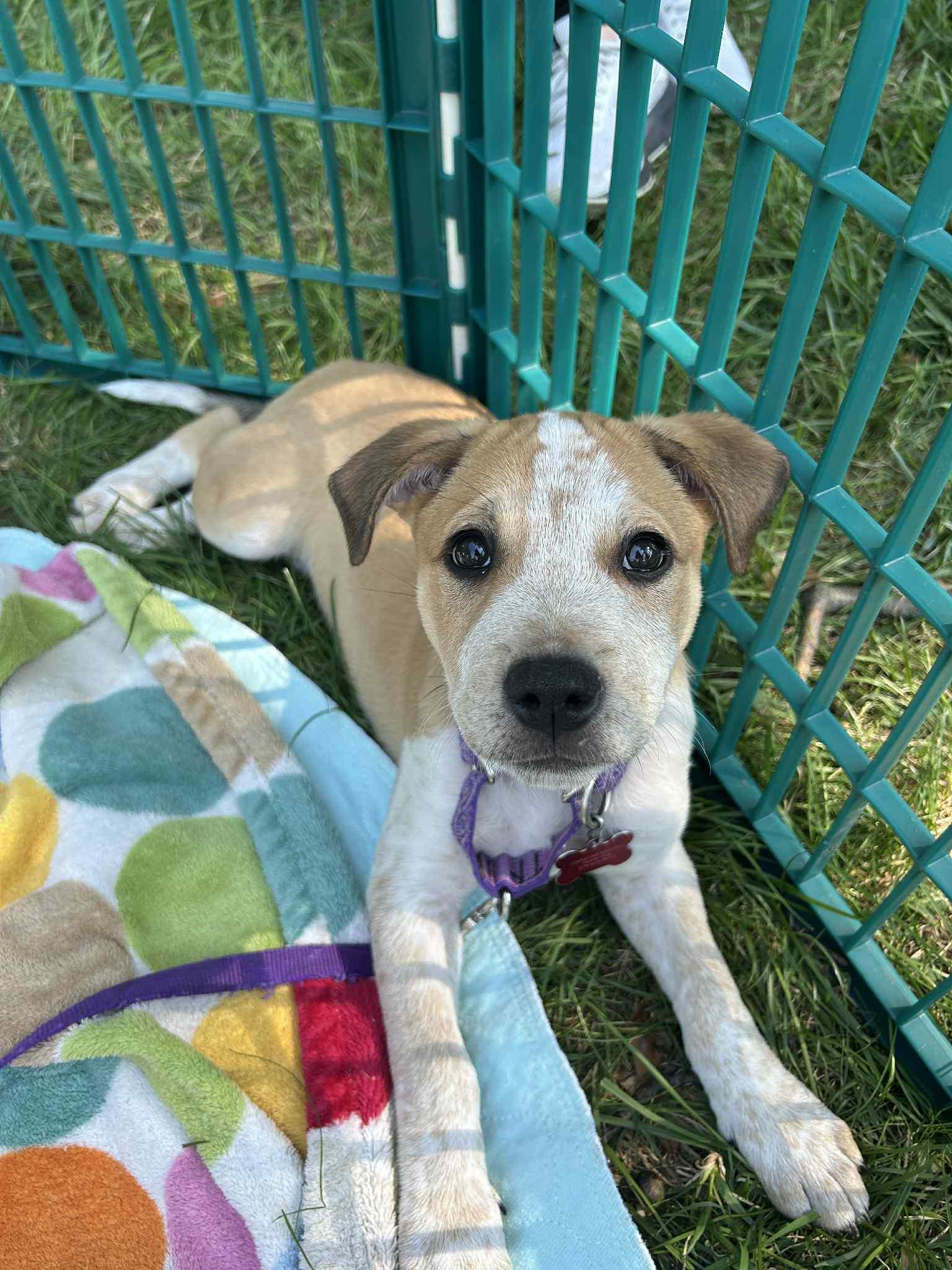 Enlarge Blitz, an adopted mixed breed in Columbia, MO image 2/6