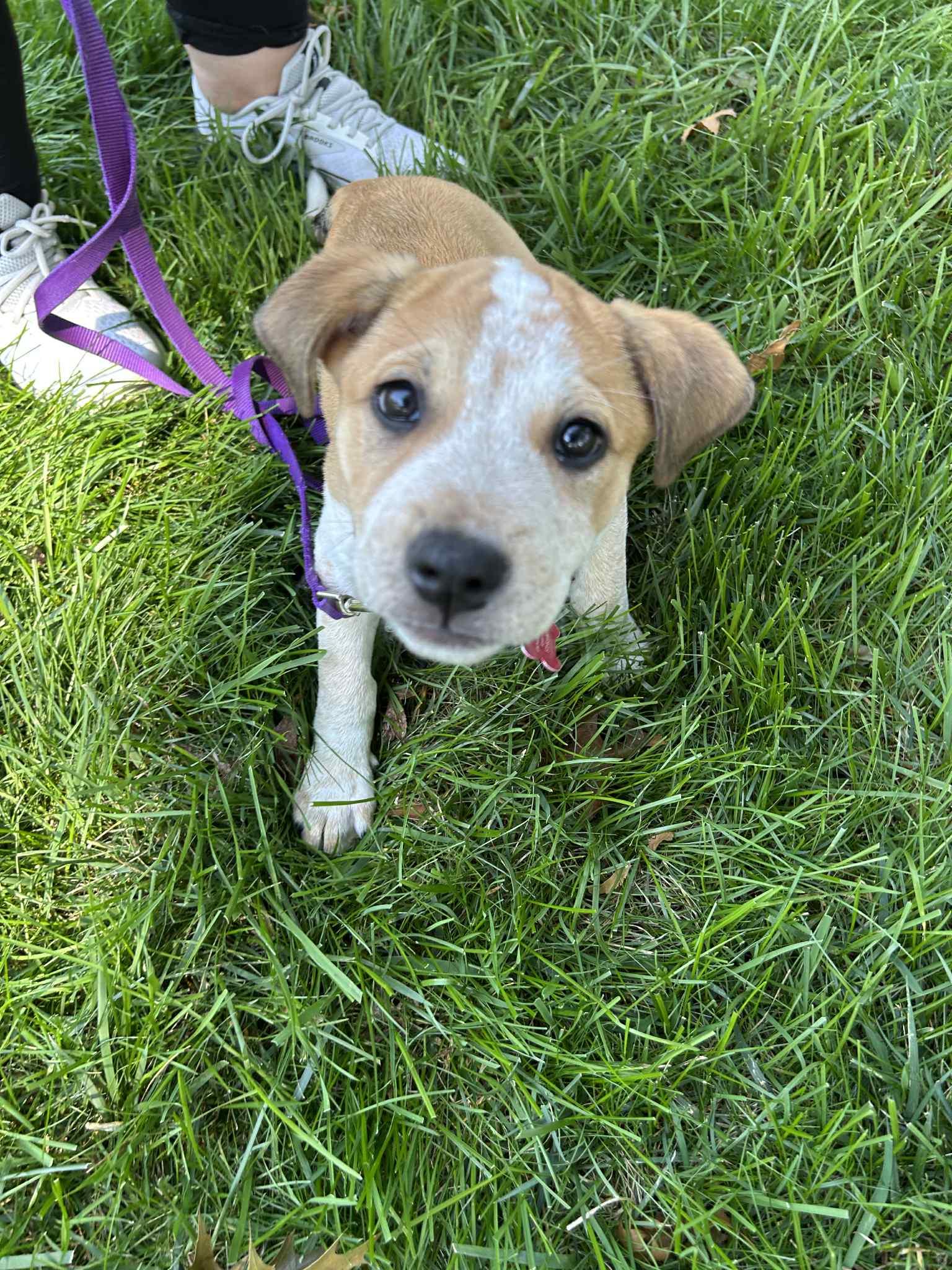 Enlarge Blitz, an adopted mixed breed in Columbia, MO image 6/6