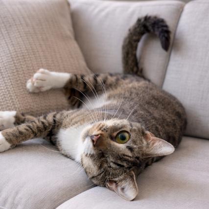 Sally, a Adoptable Domestic Short Hair in Oakland Park, FL image 1/3