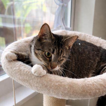 Sally, a Adoptable Domestic Short Hair in Oakland Park, FL image 2/3