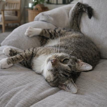 Sally, a Adoptable Domestic Short Hair in Oakland Park, FL image 3/3