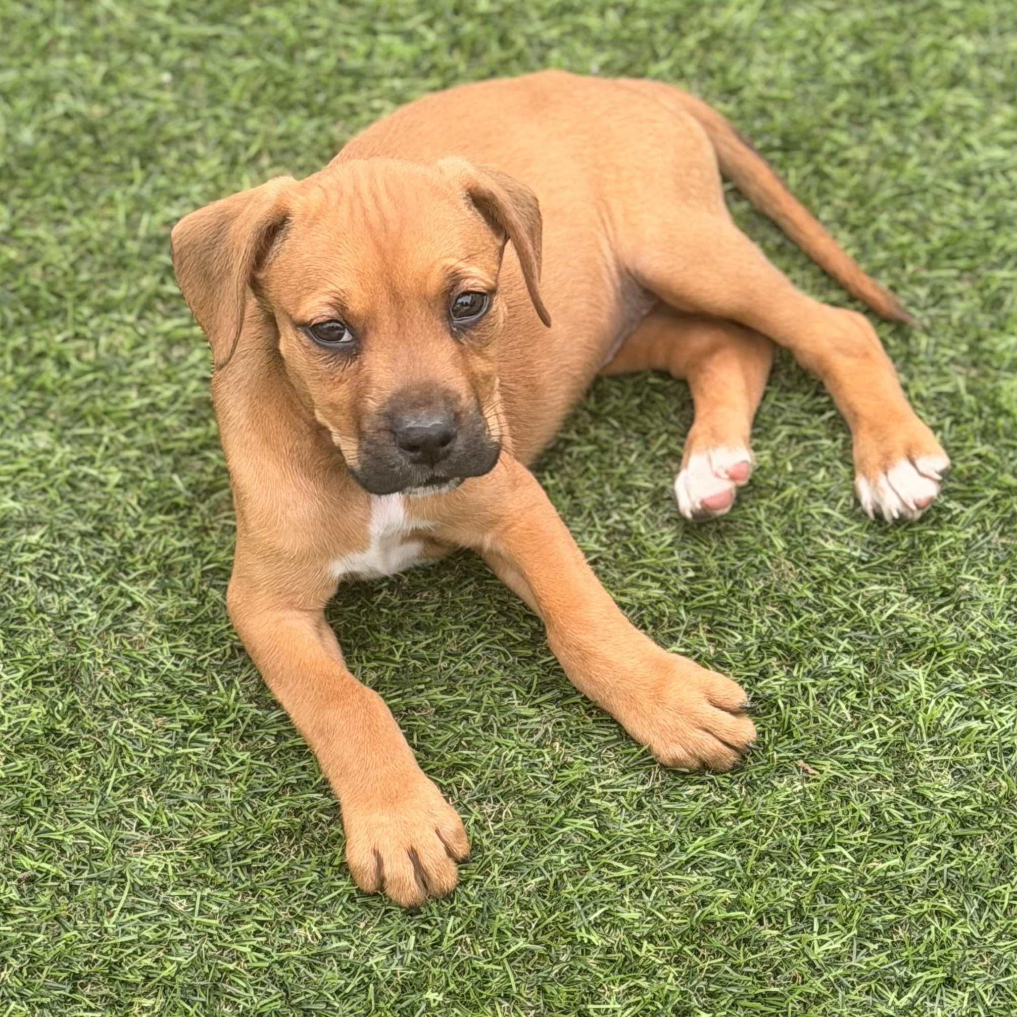 Enlarge Hannah, a ADOPTABLE mixed breed in Wilmington, IL image 3/6