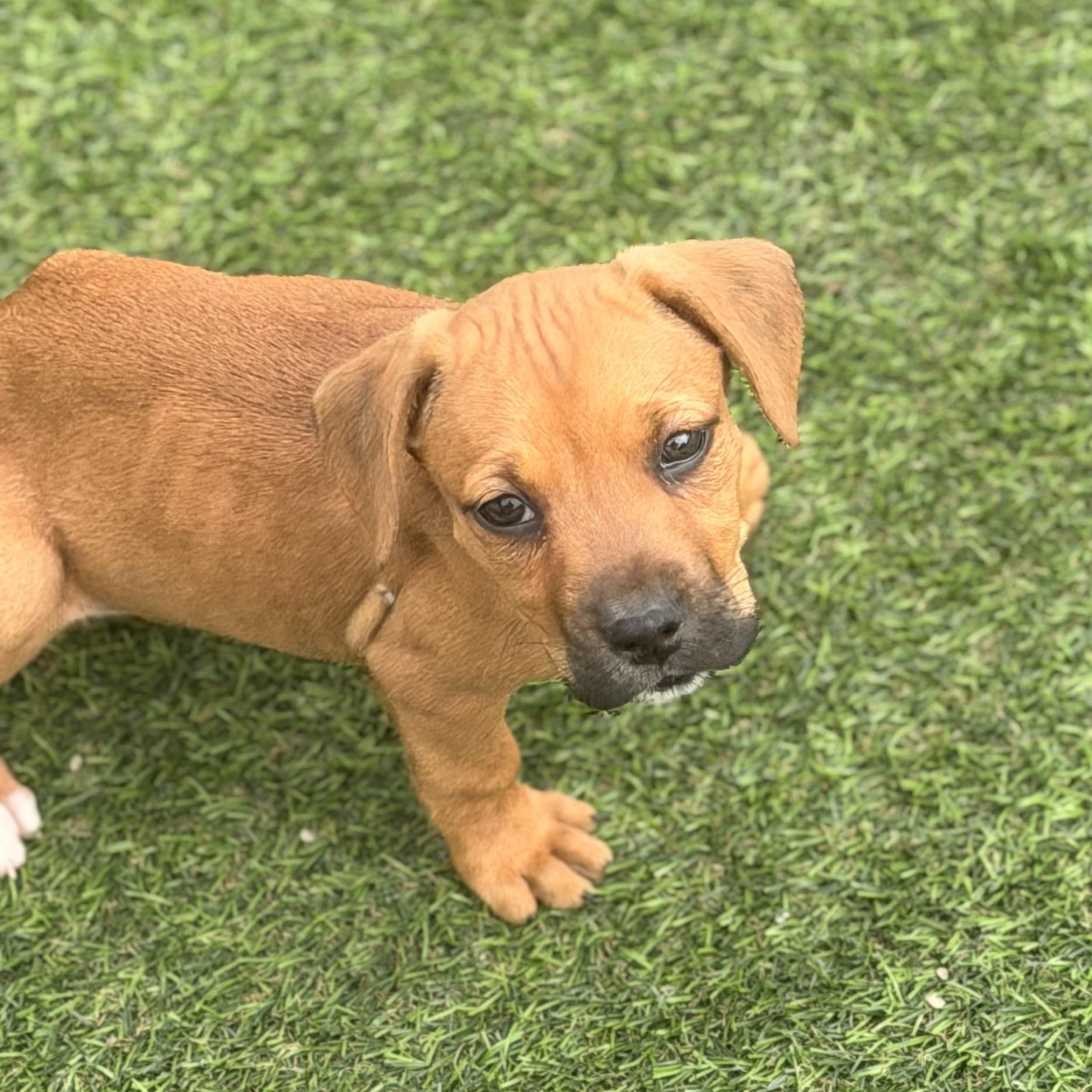 Enlarge Hannah, a ADOPTABLE mixed breed in Wilmington, IL image 6/6