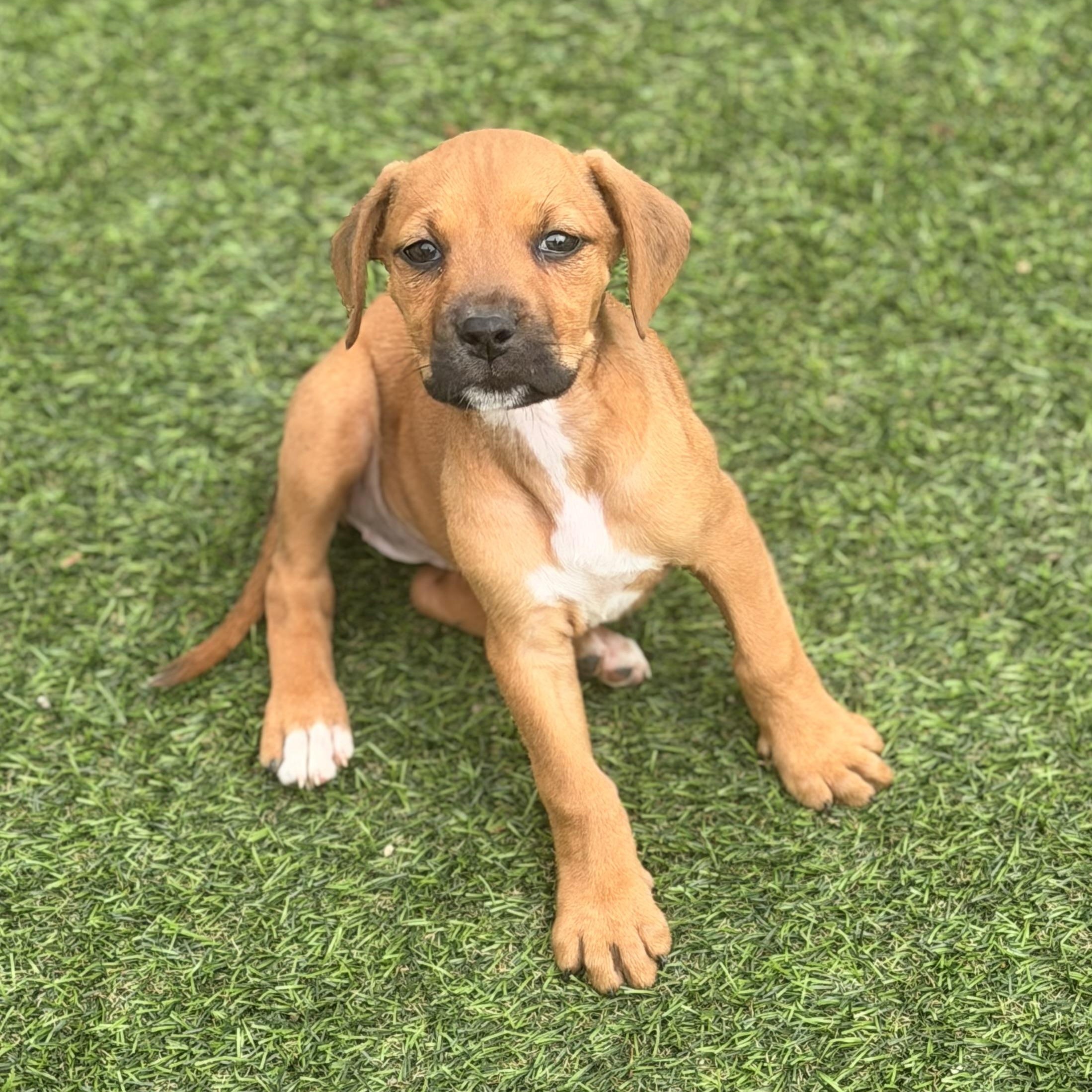 Enlarge Hannah, a ADOPTABLE mixed breed in Wilmington, IL image 4/6