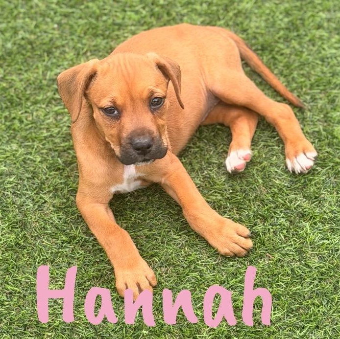Hannah, ADOPTABLE, Puppy Male Pit Bull Terrier.