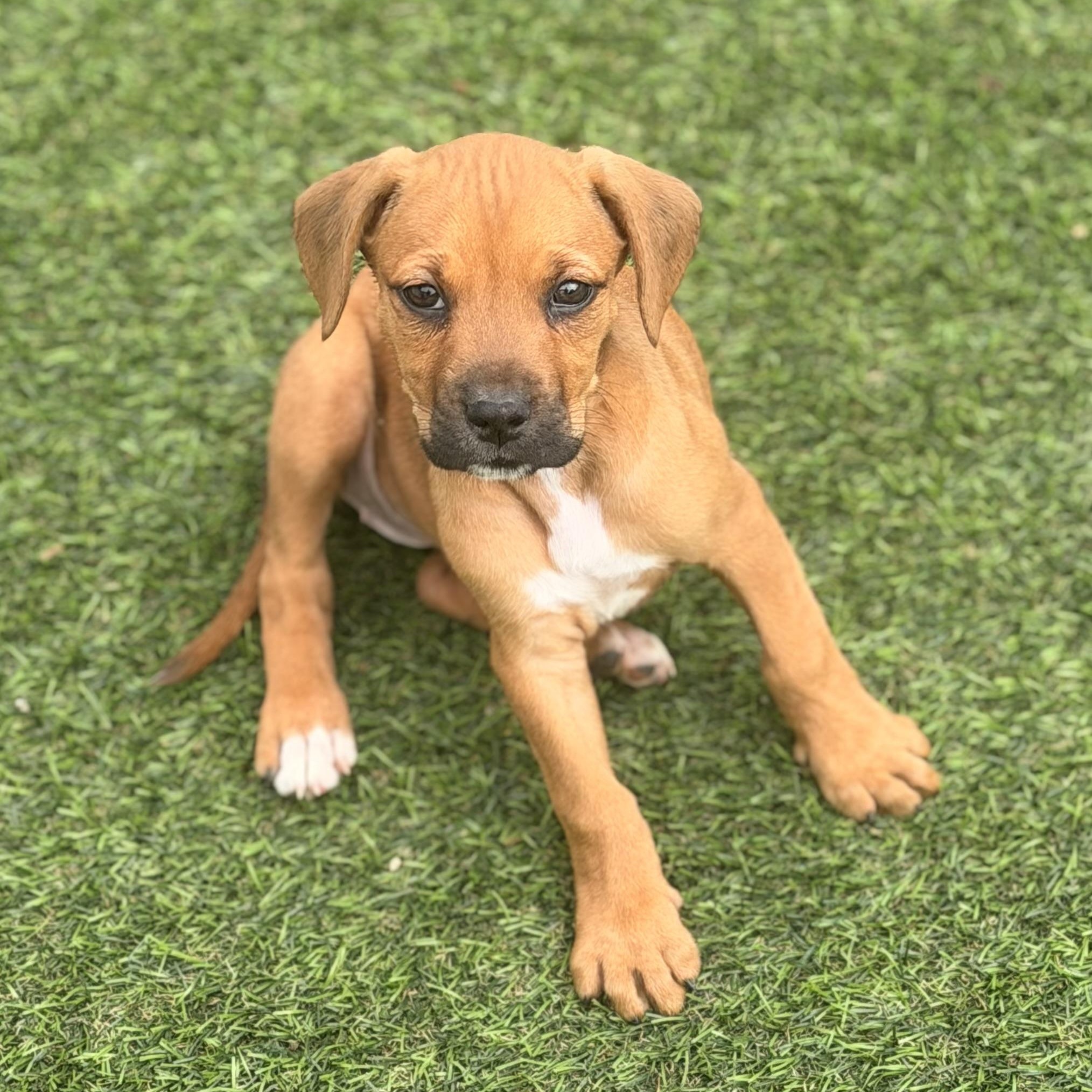 Enlarge Hannah, a ADOPTABLE mixed breed in Wilmington, IL image 5/6