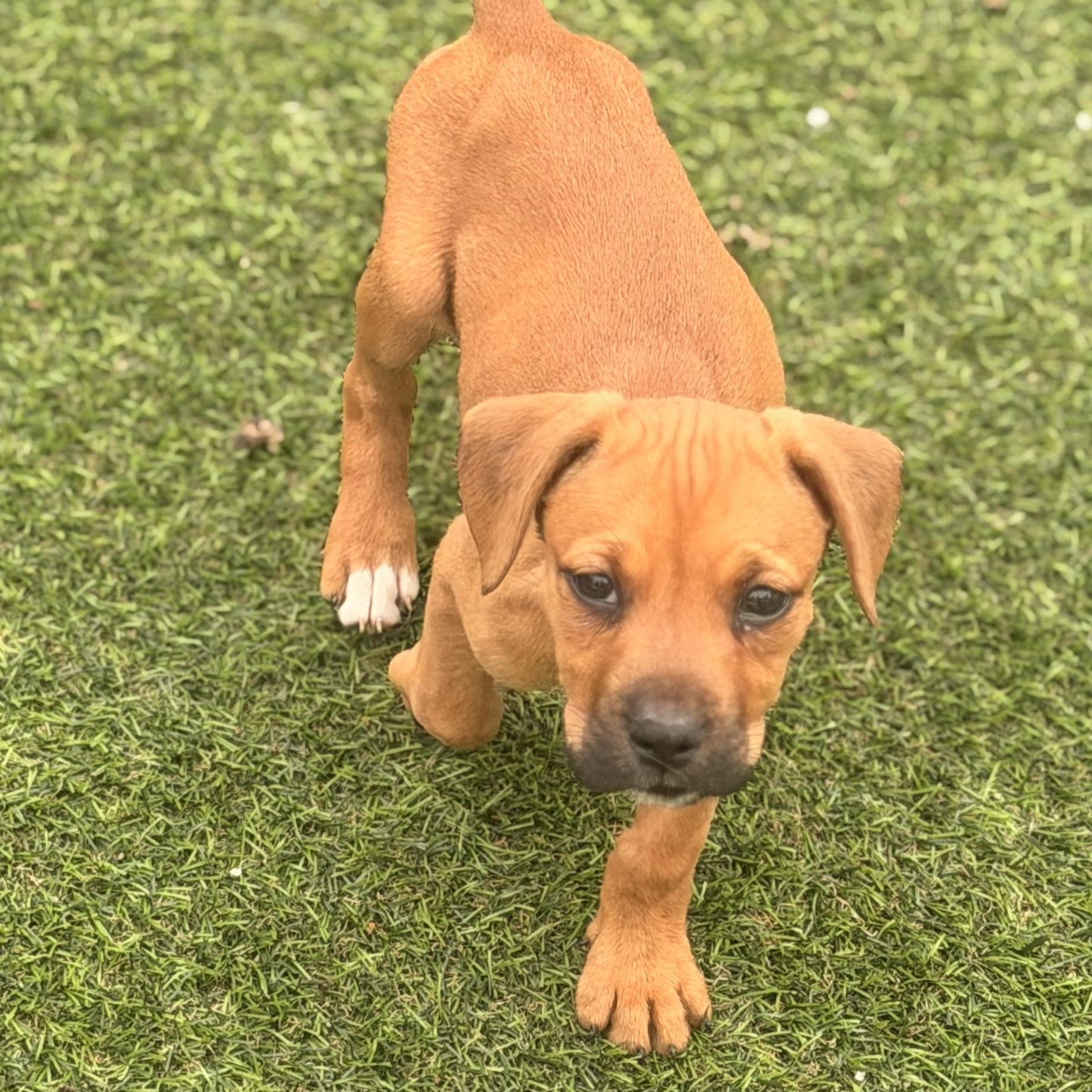 Enlarge Hannah, a ADOPTABLE mixed breed in Wilmington, IL image 2/6