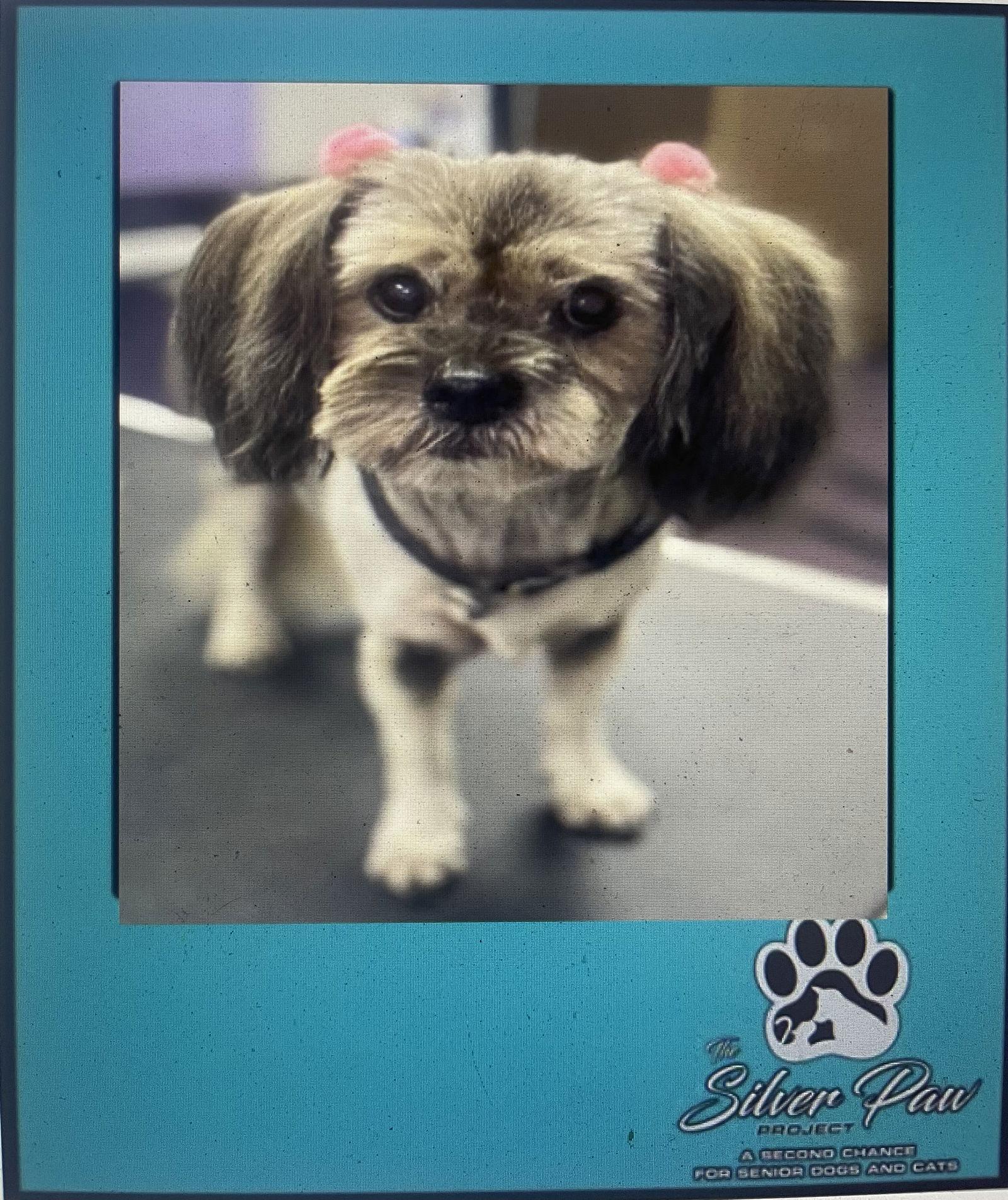 Enlarge Gidget and Bucky *, a Adoptable mixed breed in Royal Palm Beach, FL image 1/3