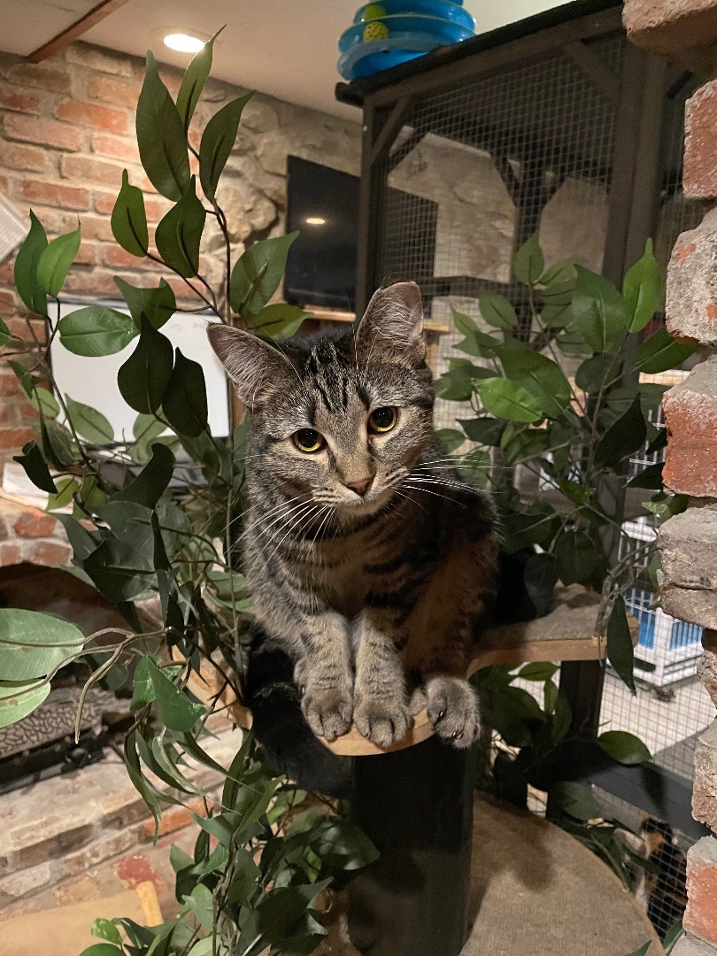 Enlarge Taffeta, a Adoptable Domestic Short Hair in Waveland, IN image 1/3