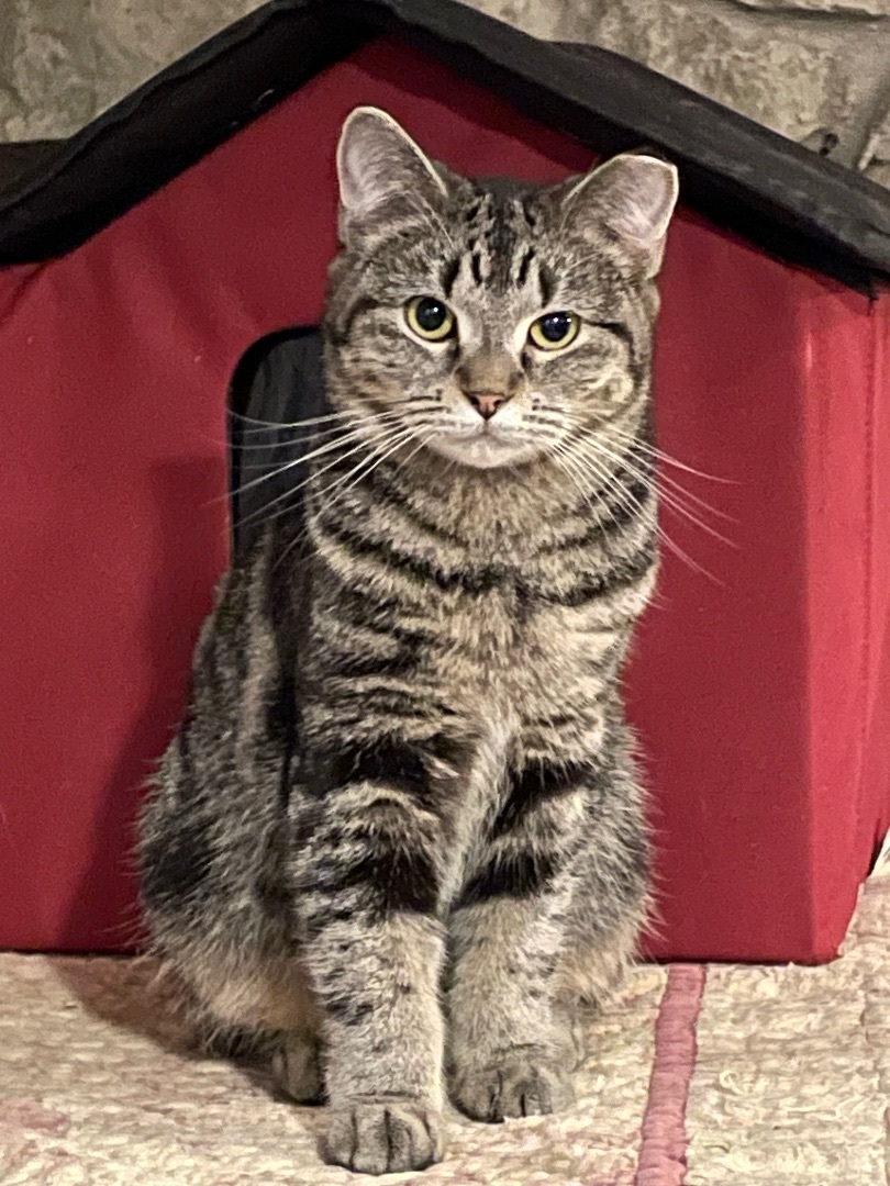 Enlarge Taffeta, a Adoptable Domestic Short Hair in Waveland, IN image 3/3