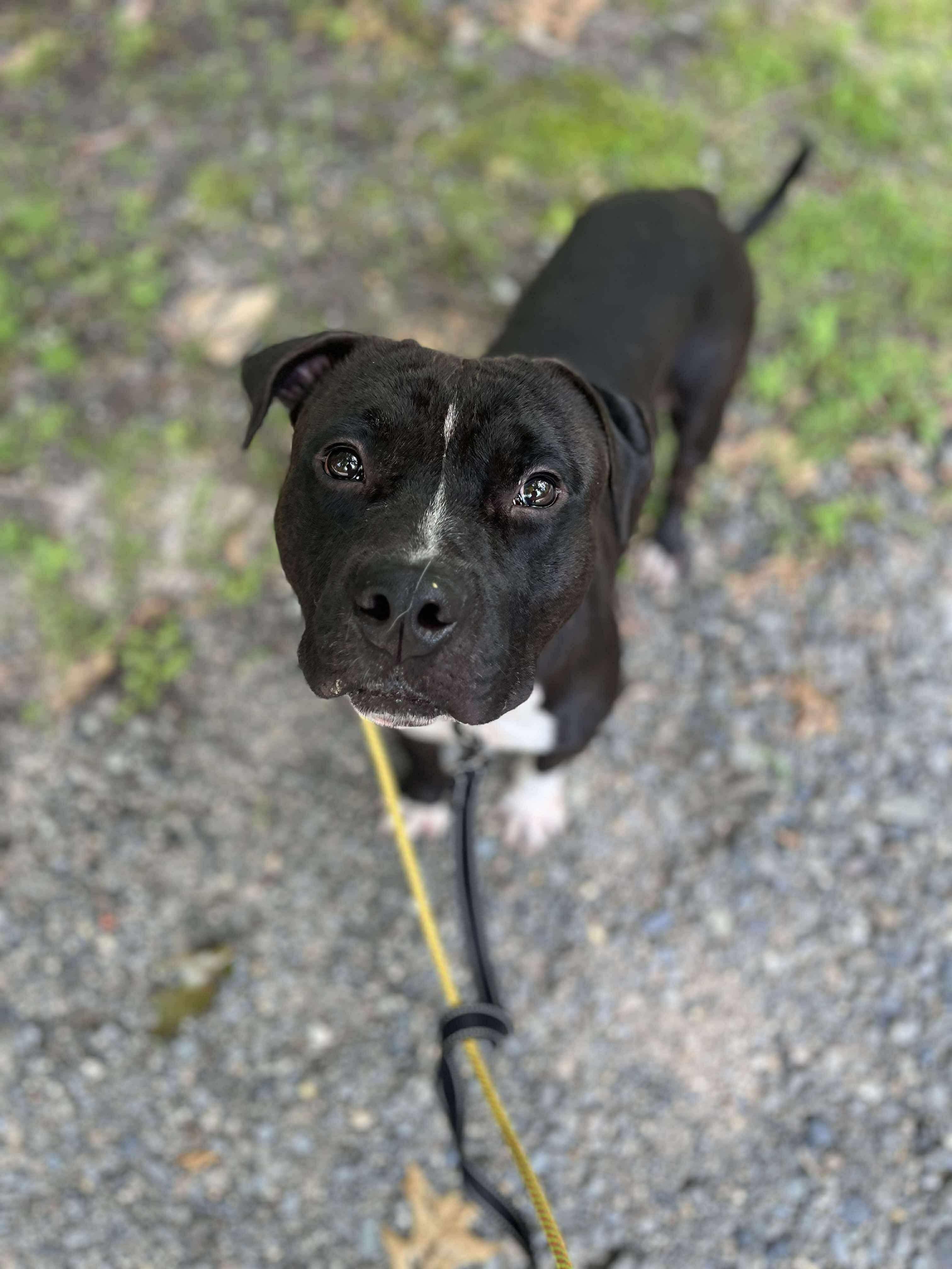 Darwin, a Adoptable mixed breed in Jackson , NJ image 2/6