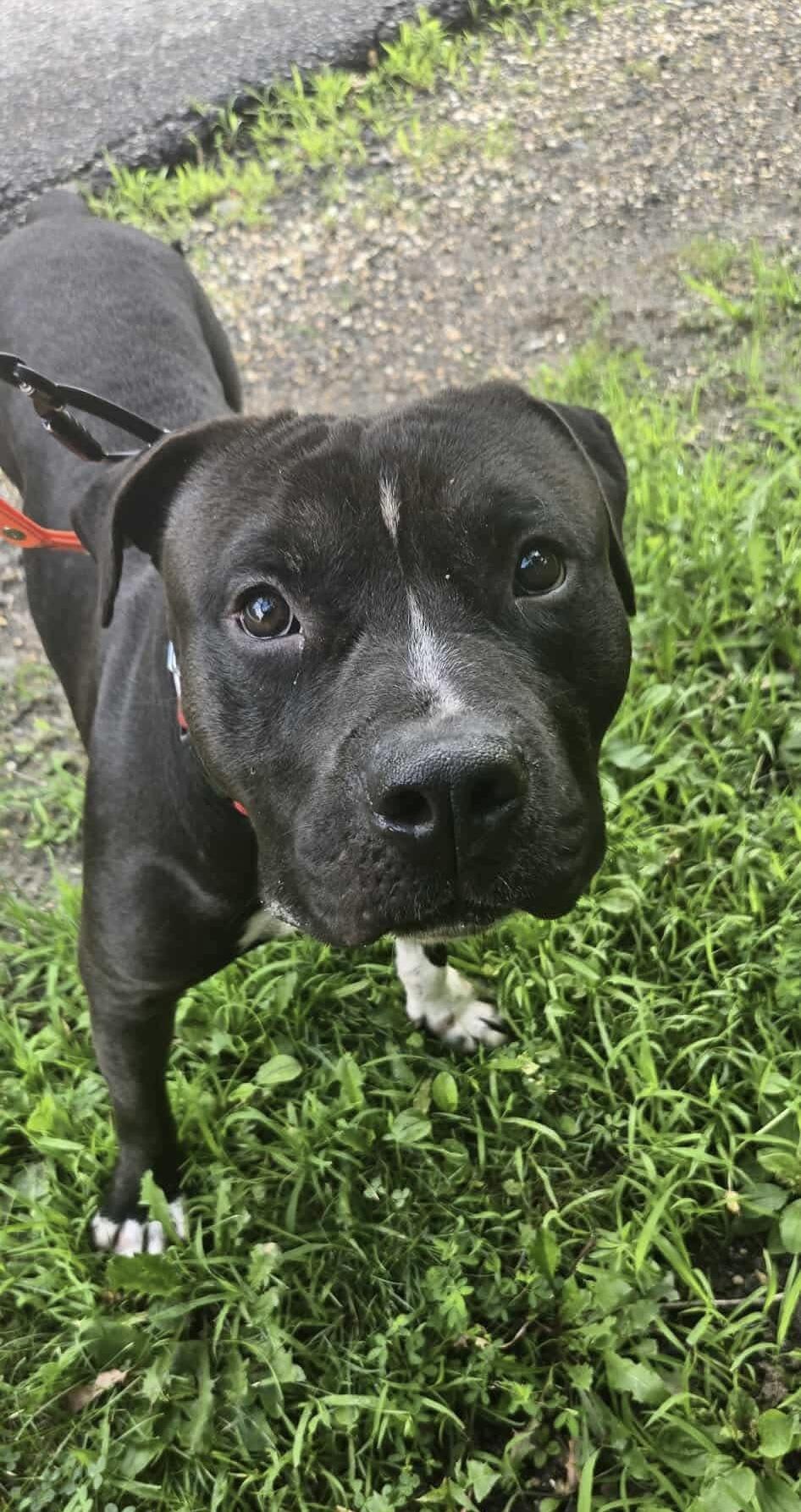 Darwin, a Adoptable mixed breed in Jackson , NJ image 3/6