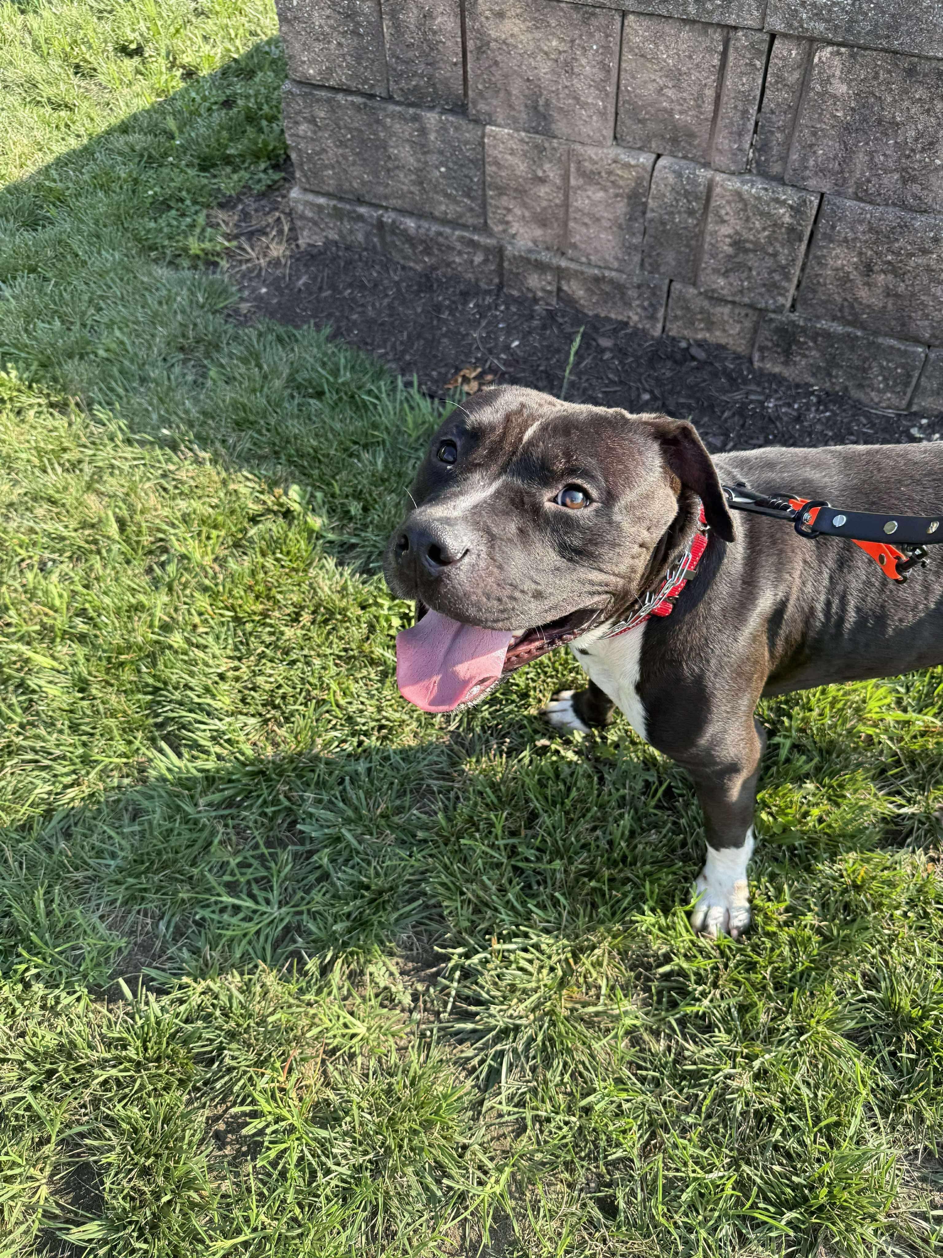 Darwin, a Adoptable mixed breed in Jackson , NJ image 6/6