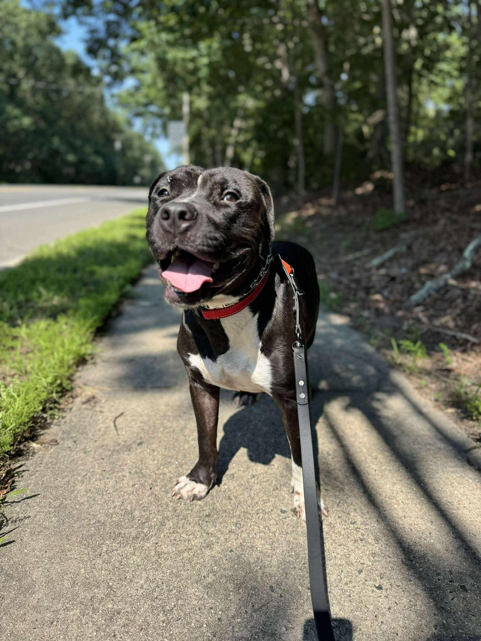 Darwin, a Adoptable mixed breed in Jackson , NJ image 4/6