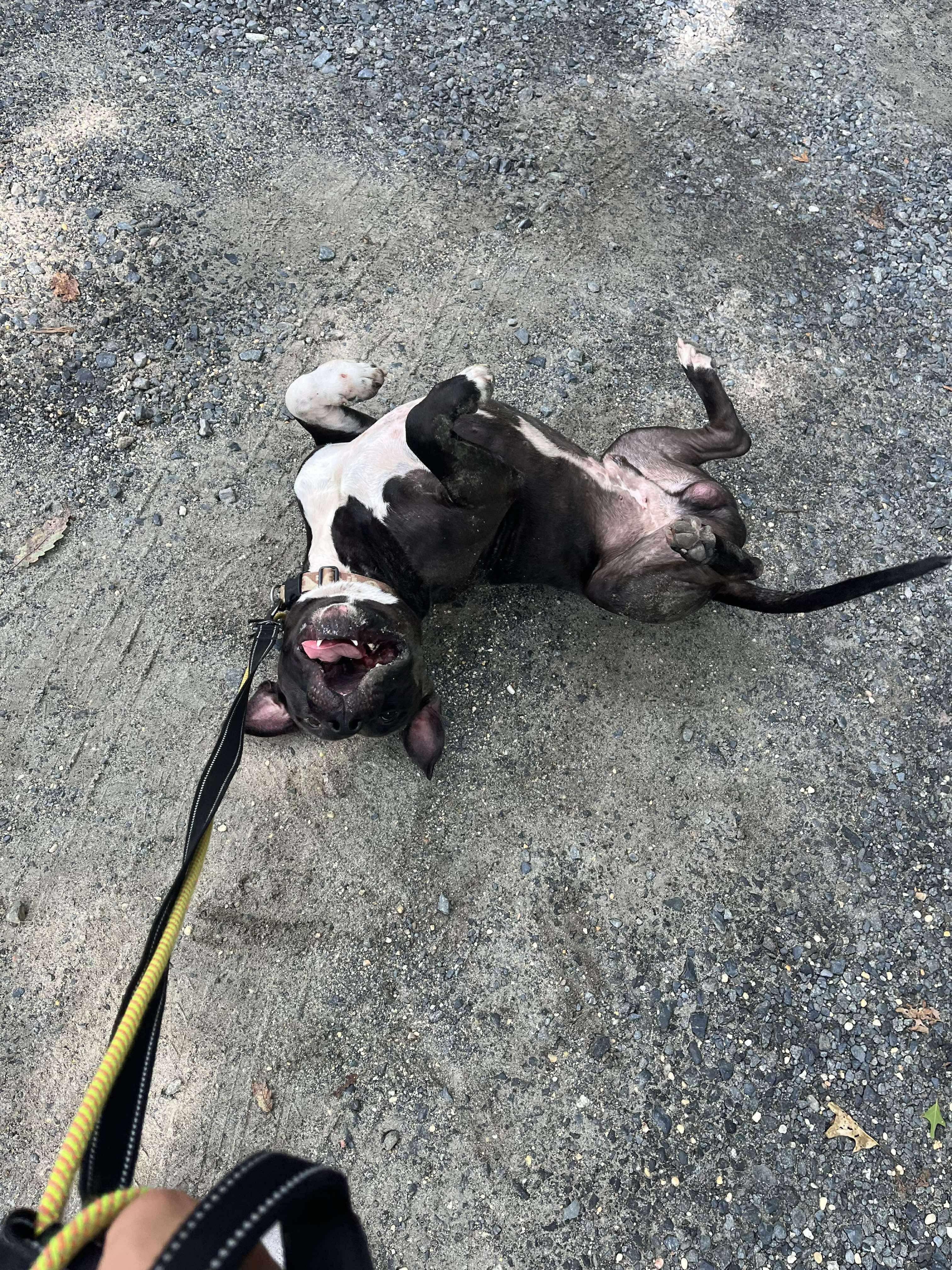 Darwin, a Adoptable mixed breed in Jackson , NJ image 5/6