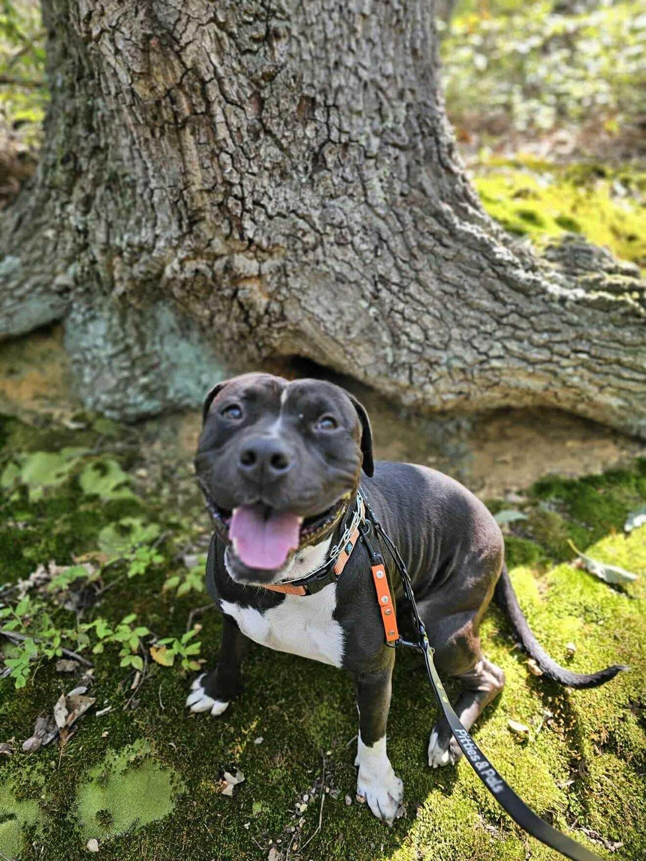 Darwin, a Adoptable mixed breed in Jackson , NJ image 1/6