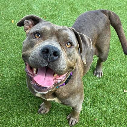 Enlarge Helga, a Adoptable mixed breed in Gastonia, NC image 2/3