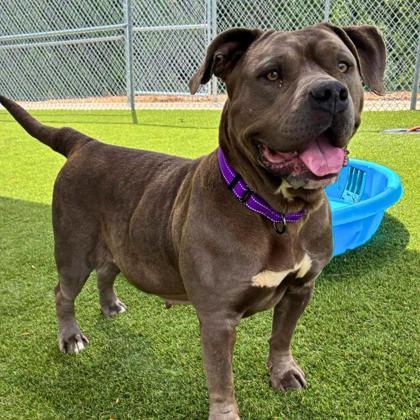 Enlarge Helga, a Adoptable mixed breed in Gastonia, NC image 3/3