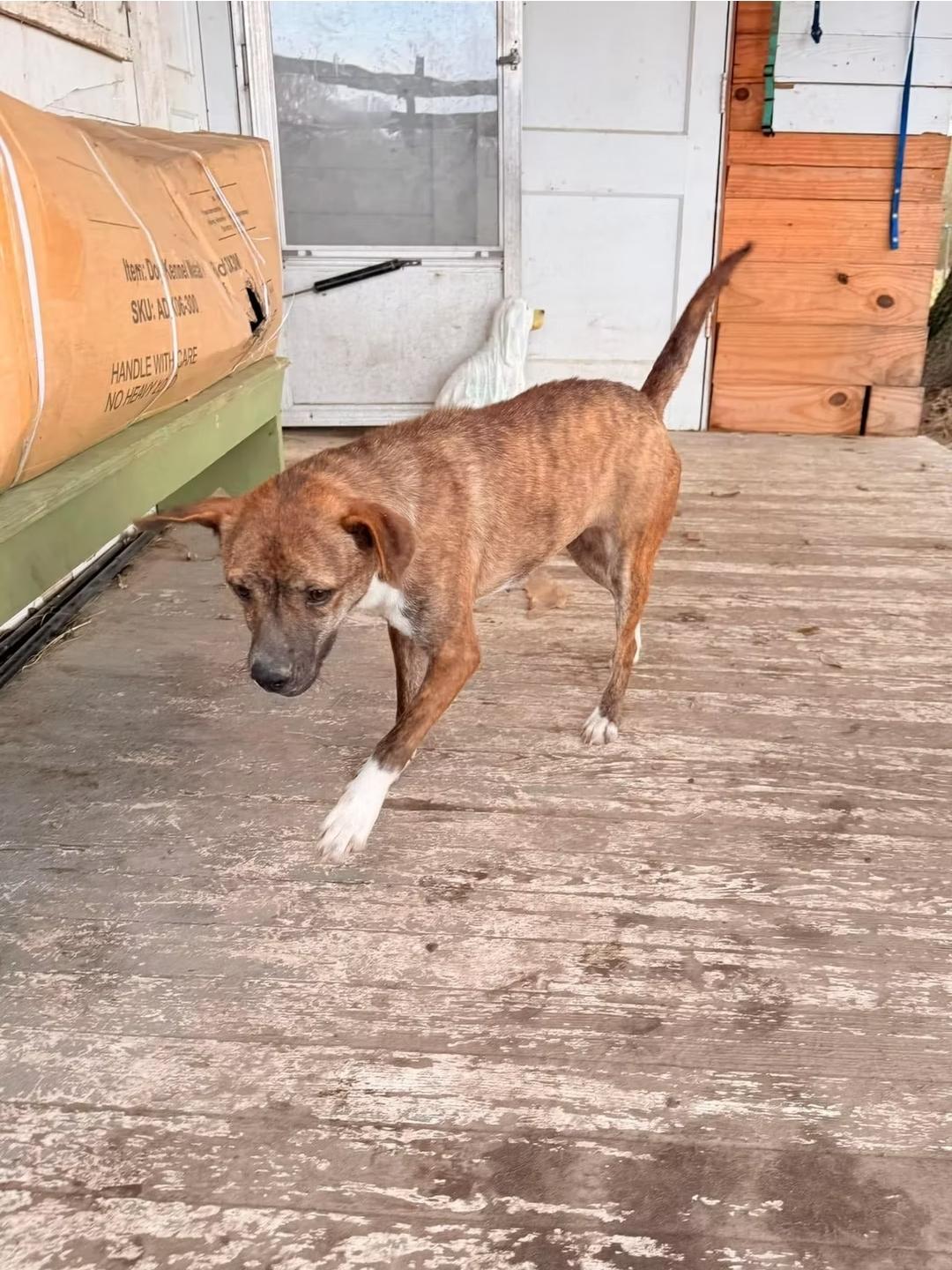 Jelly Bean, Young Female Terrier