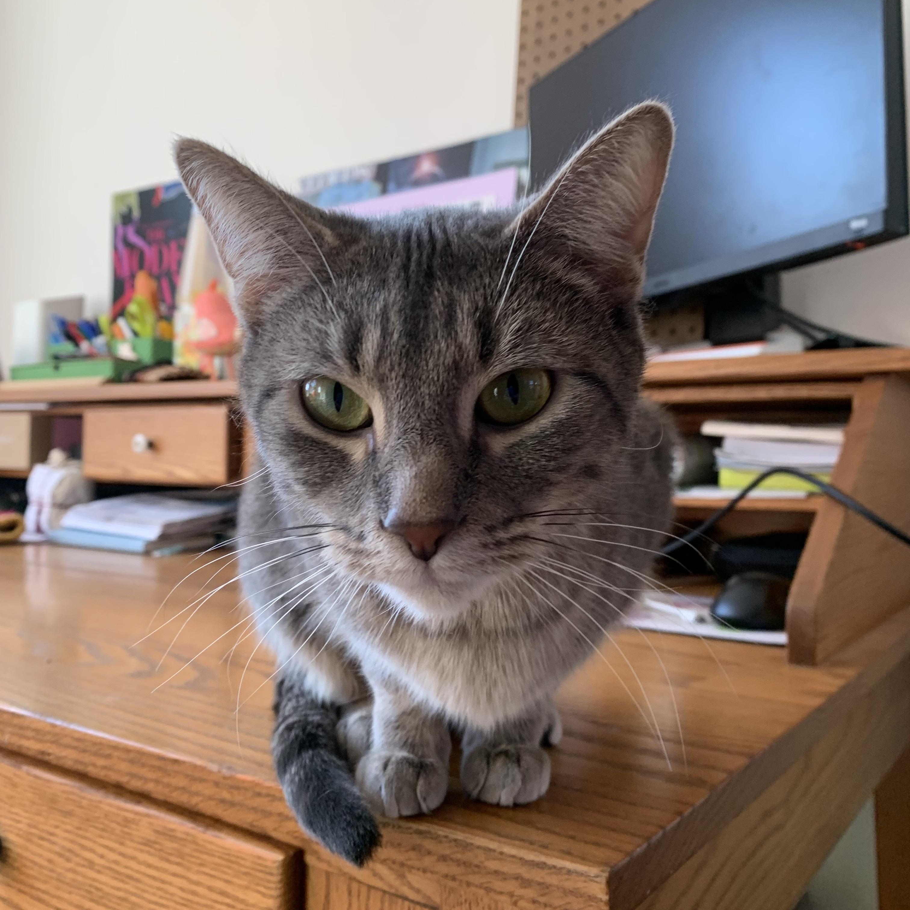 Virtue, a ADOPTABLE mixed breed in Chicago, IL image 4/5