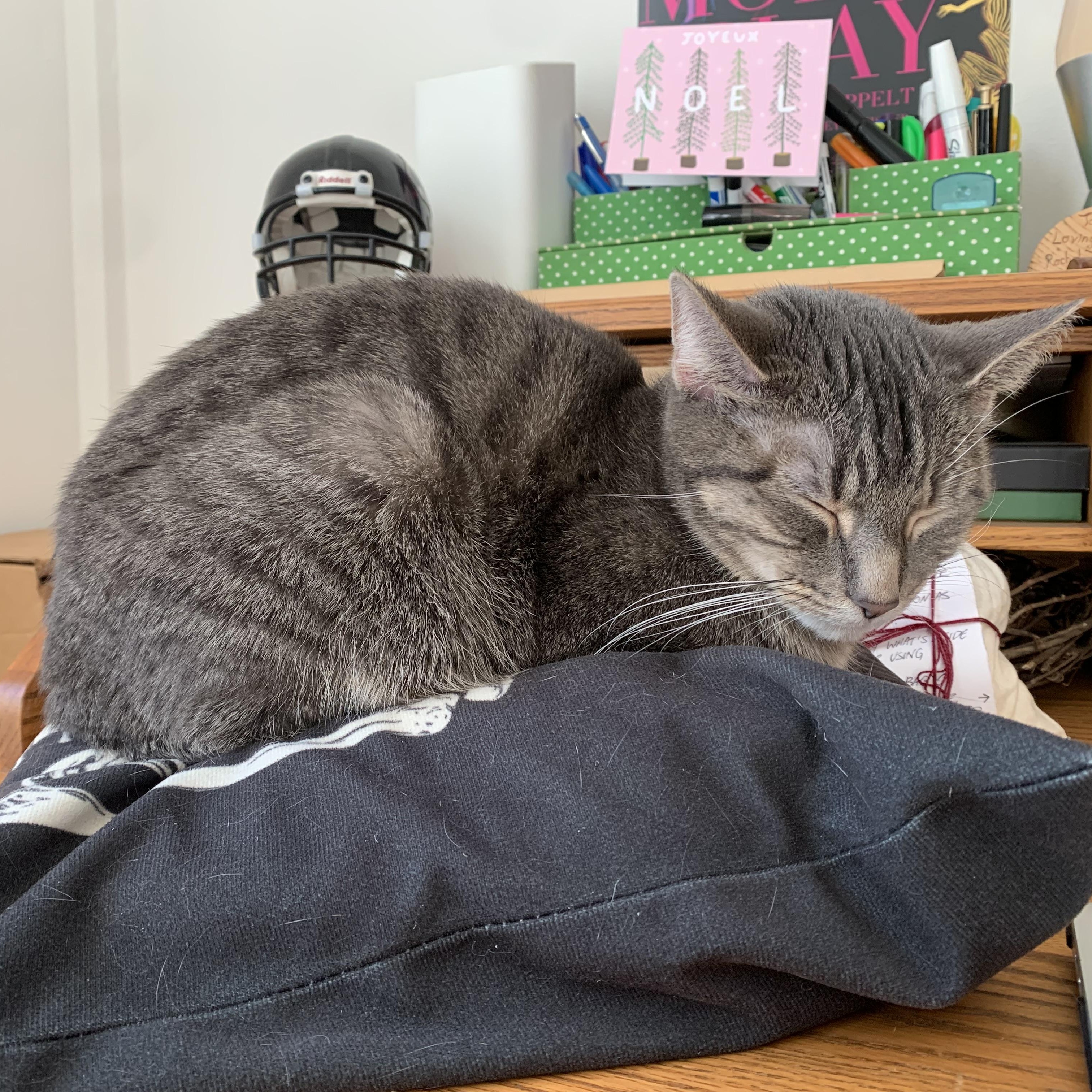 Virtue, a ADOPTABLE mixed breed in Chicago, IL image 3/5